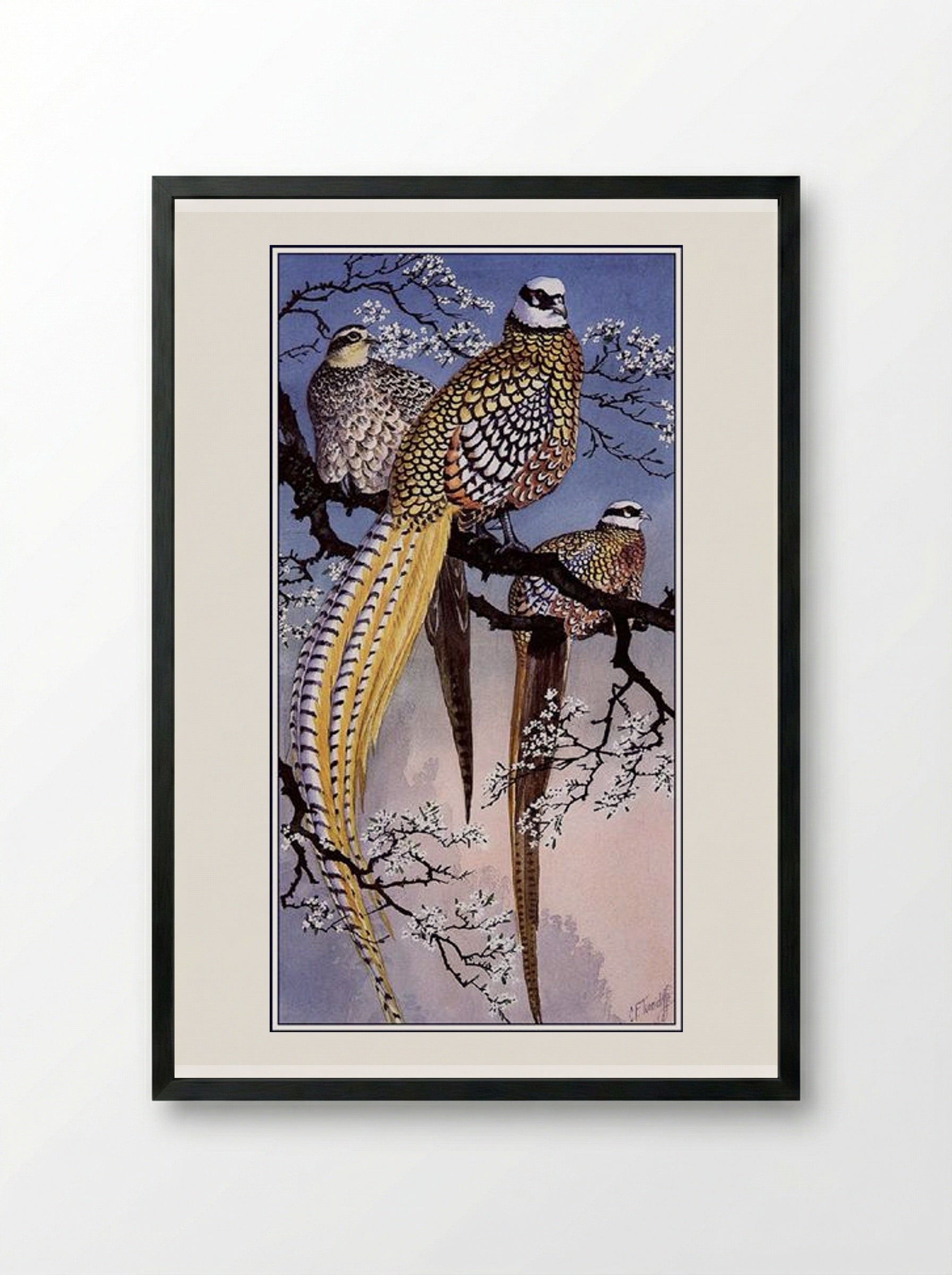Reeve's Pheasants - Charles Tunnicliffe - Framed Print Black