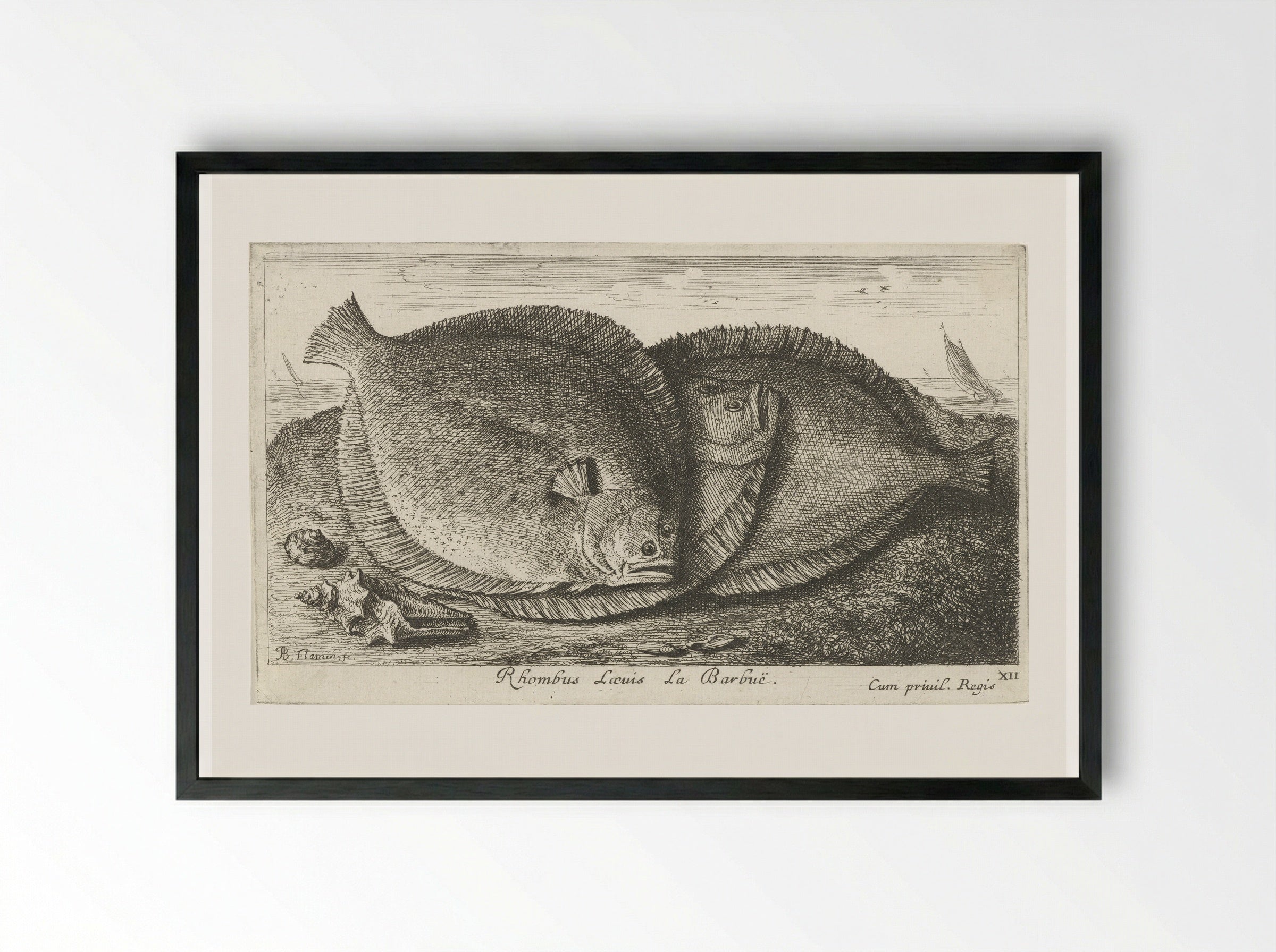 Rhombus Laevis La Barbuë - Jacques van Merlen - Framed Print Black