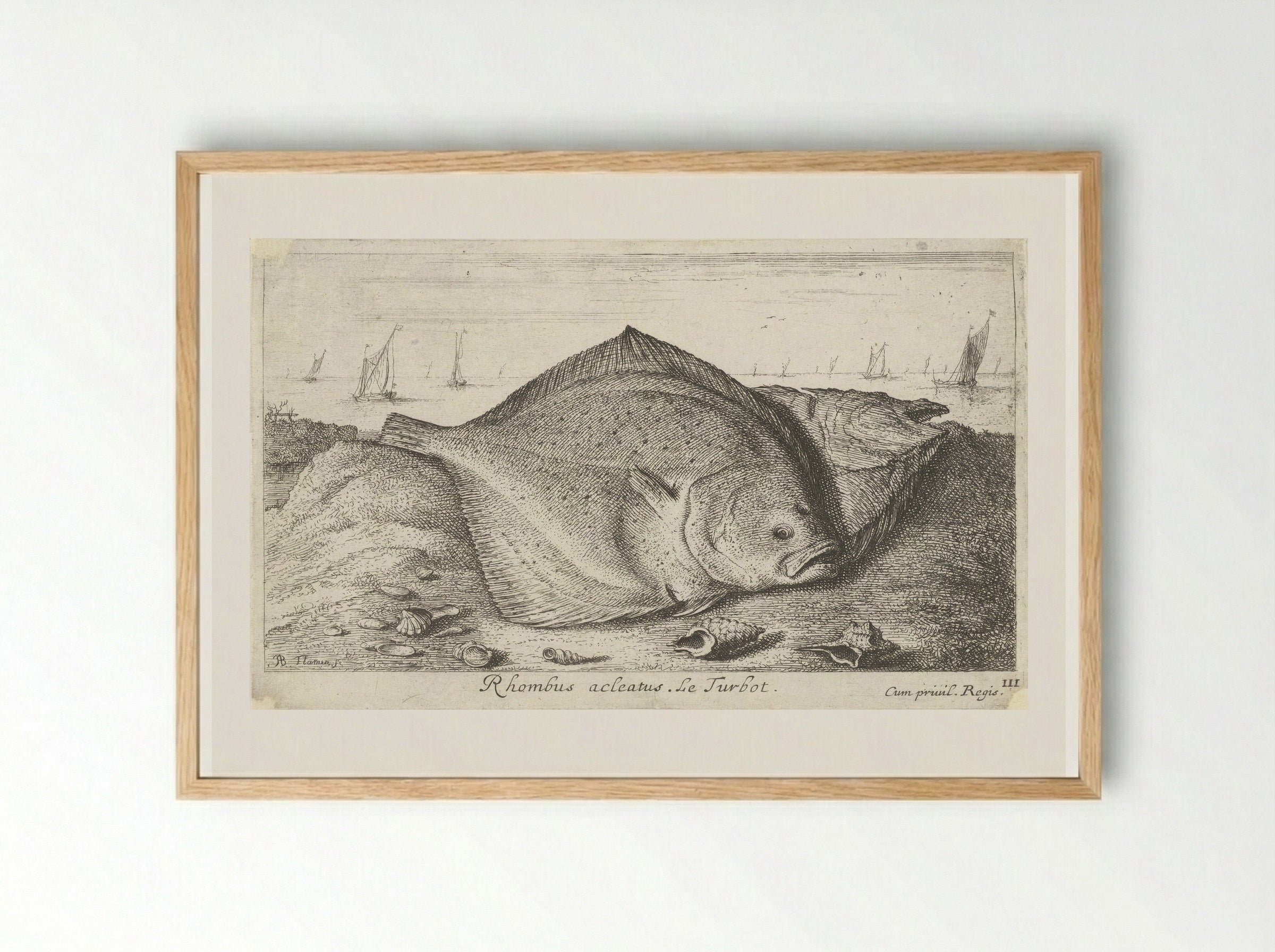 Rhombus acleatus (Le Turbot) - Albert Flamen - Framed Print Wood