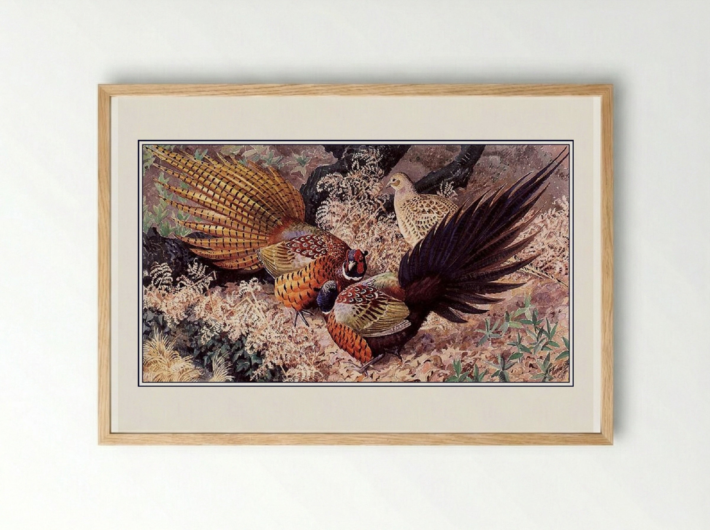 Ring-neck Pheasants - Charles Tunnicliffe - Framed Print Wood