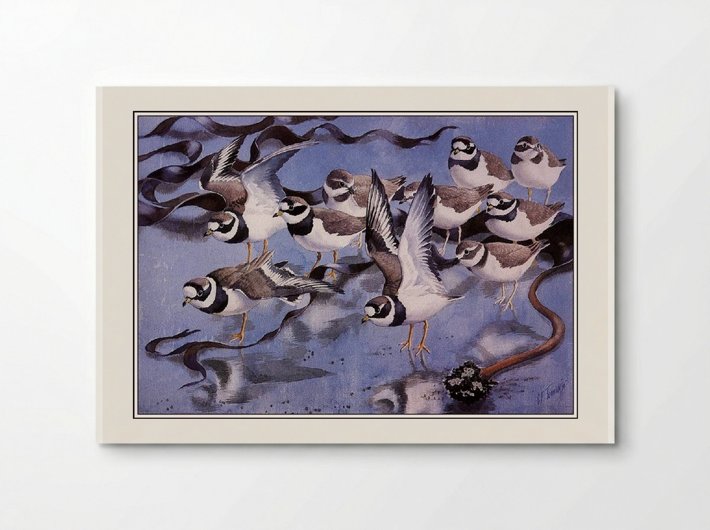 Ringed Plovers - Charles Tunnicliffe - Poster