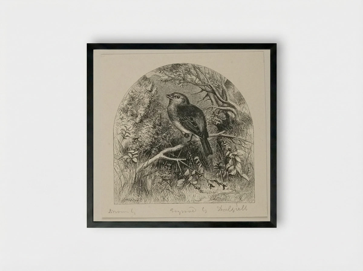 Robin - Edward Dalziel - Framed Print Black