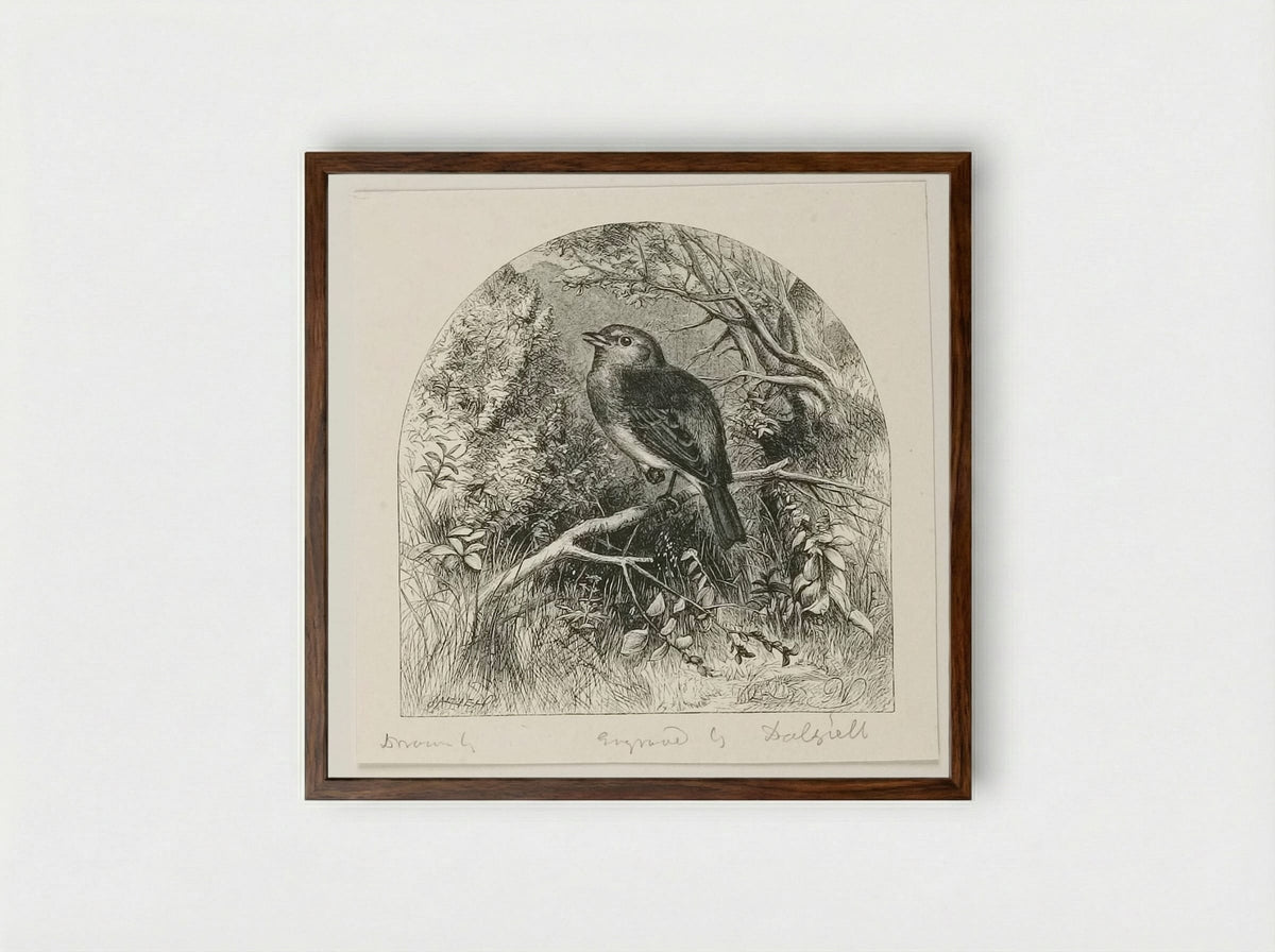 Robin - Edward Dalziel - Framed Print Dark Wood