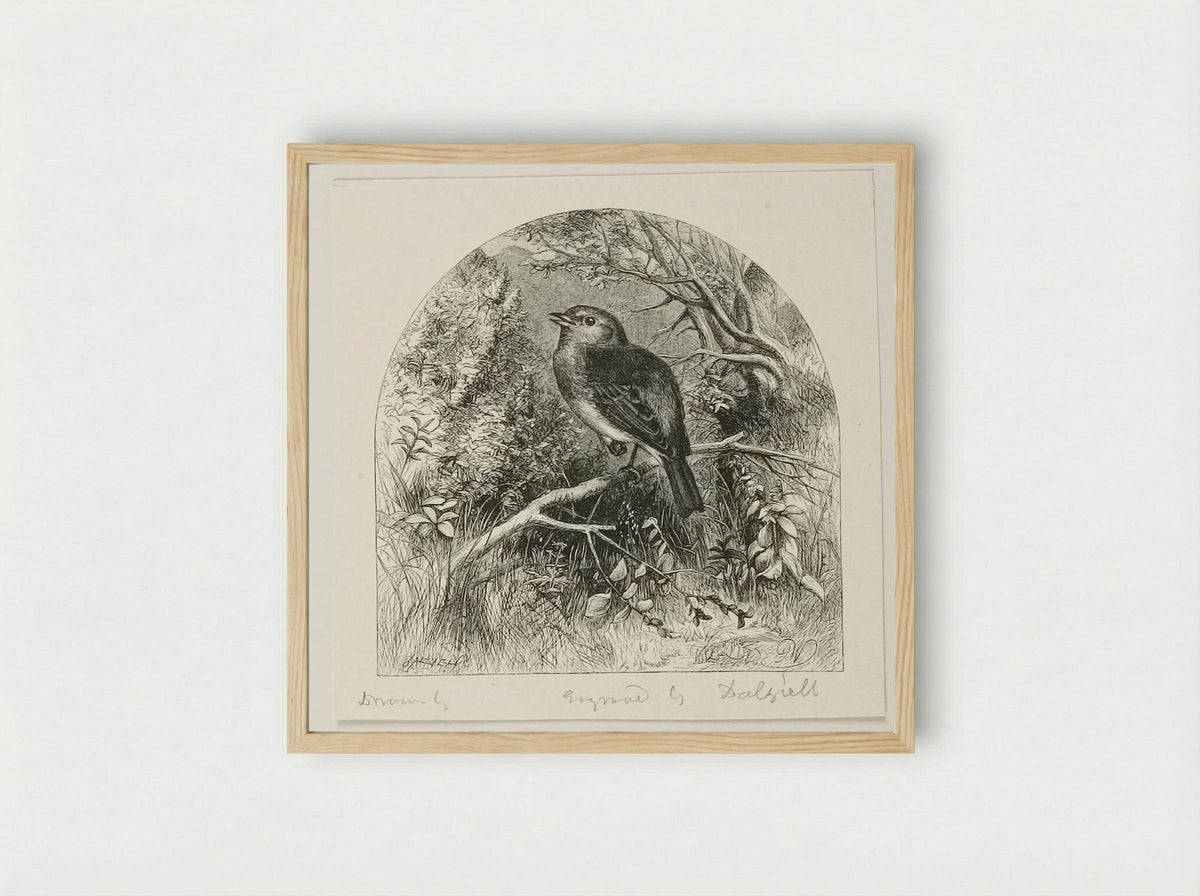 Robin - Edward Dalziel - Framed Print Wood