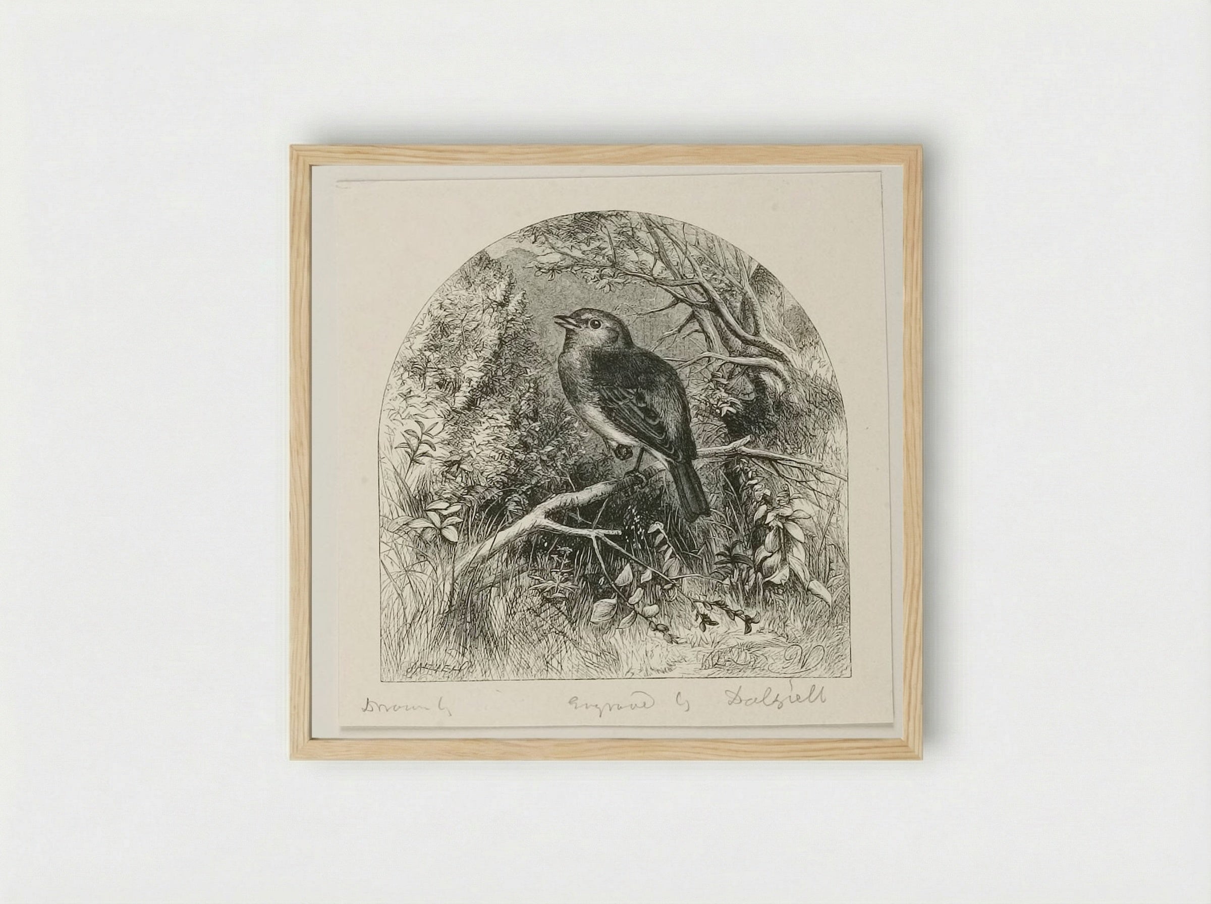Robin - Edward Dalziel - Framed Print Wood