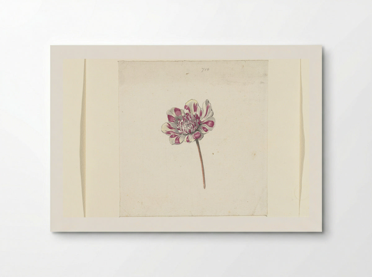 Rood-witte bloem - Anna Cornelia Moda - Poster