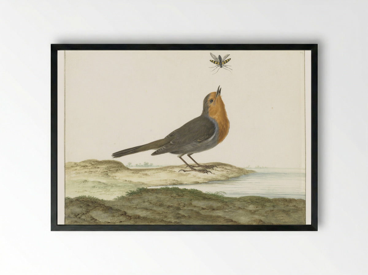 Roodborstje - Johannes Bronkhorst - Framed Print Black