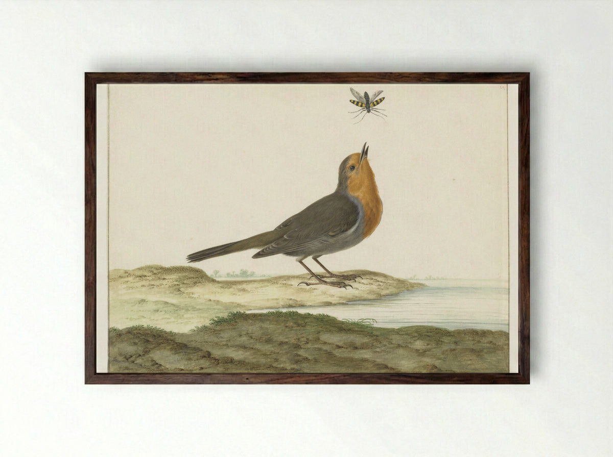Roodborstje - Johannes Bronkhorst - Framed Print Dark Wood