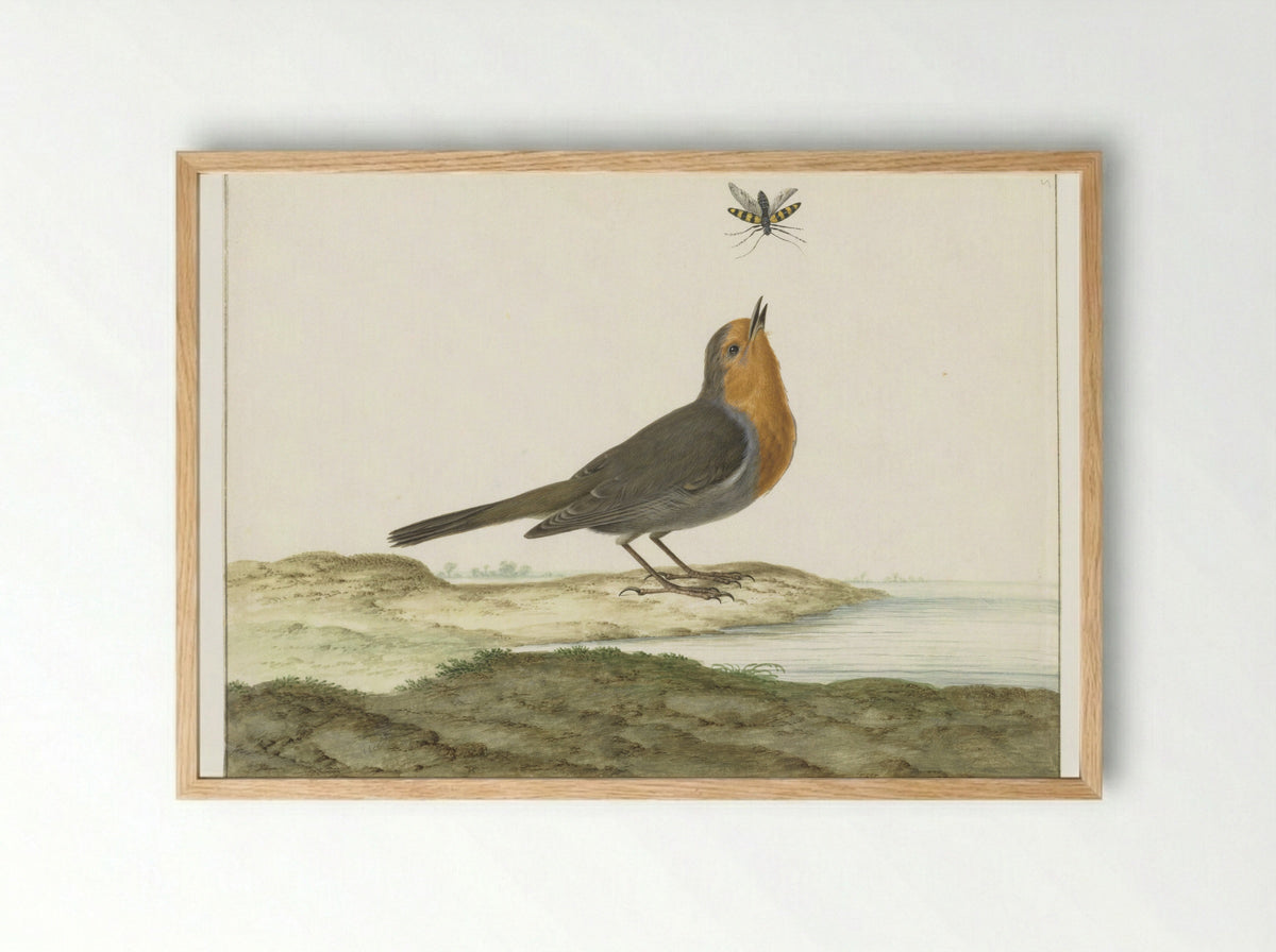 Roodborstje - Johannes Bronkhorst - Framed Print Wood