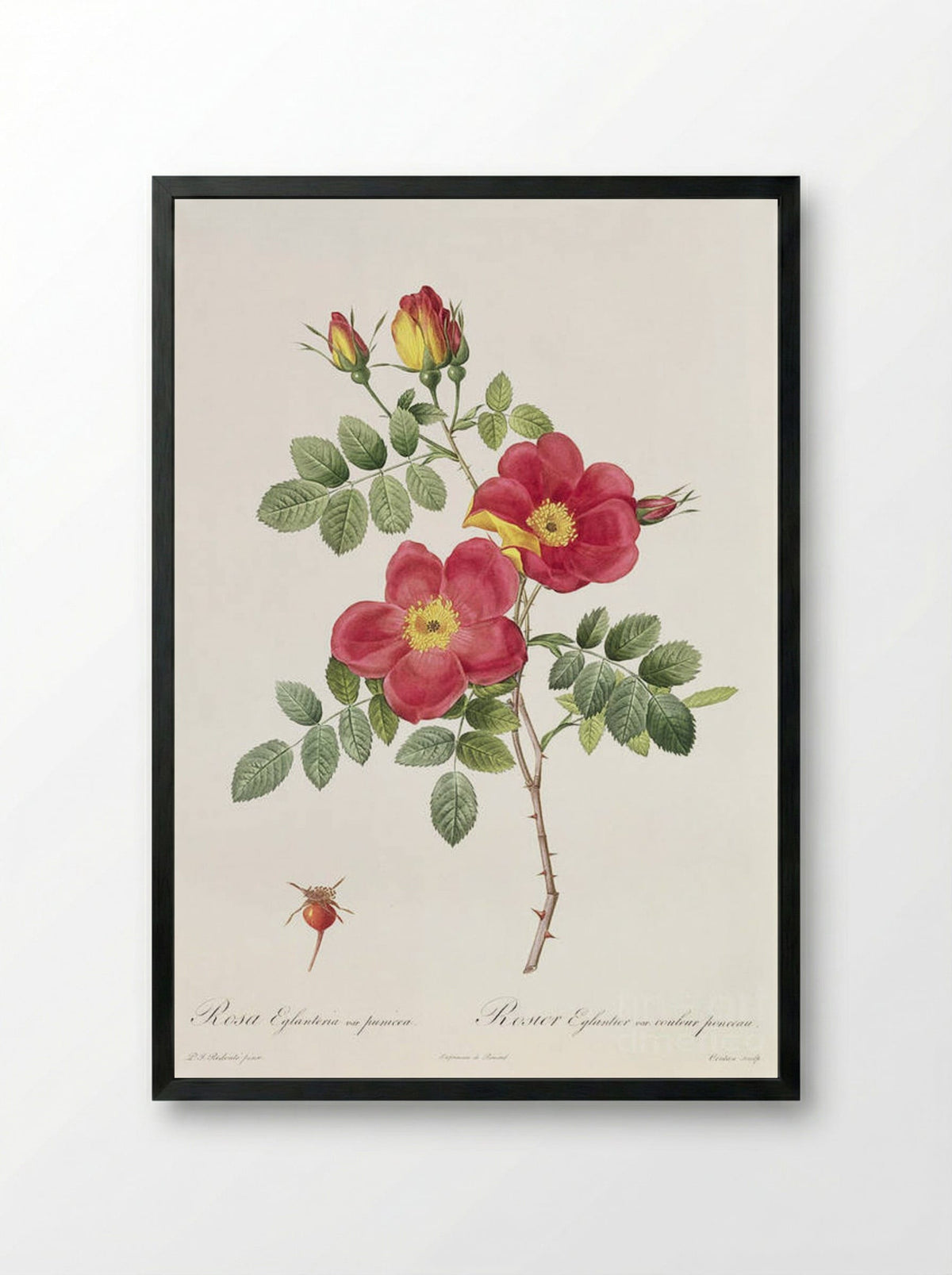 Rosa Eglanteria var. punicea - Pierre-Joseph Redouté - Framed Print Black