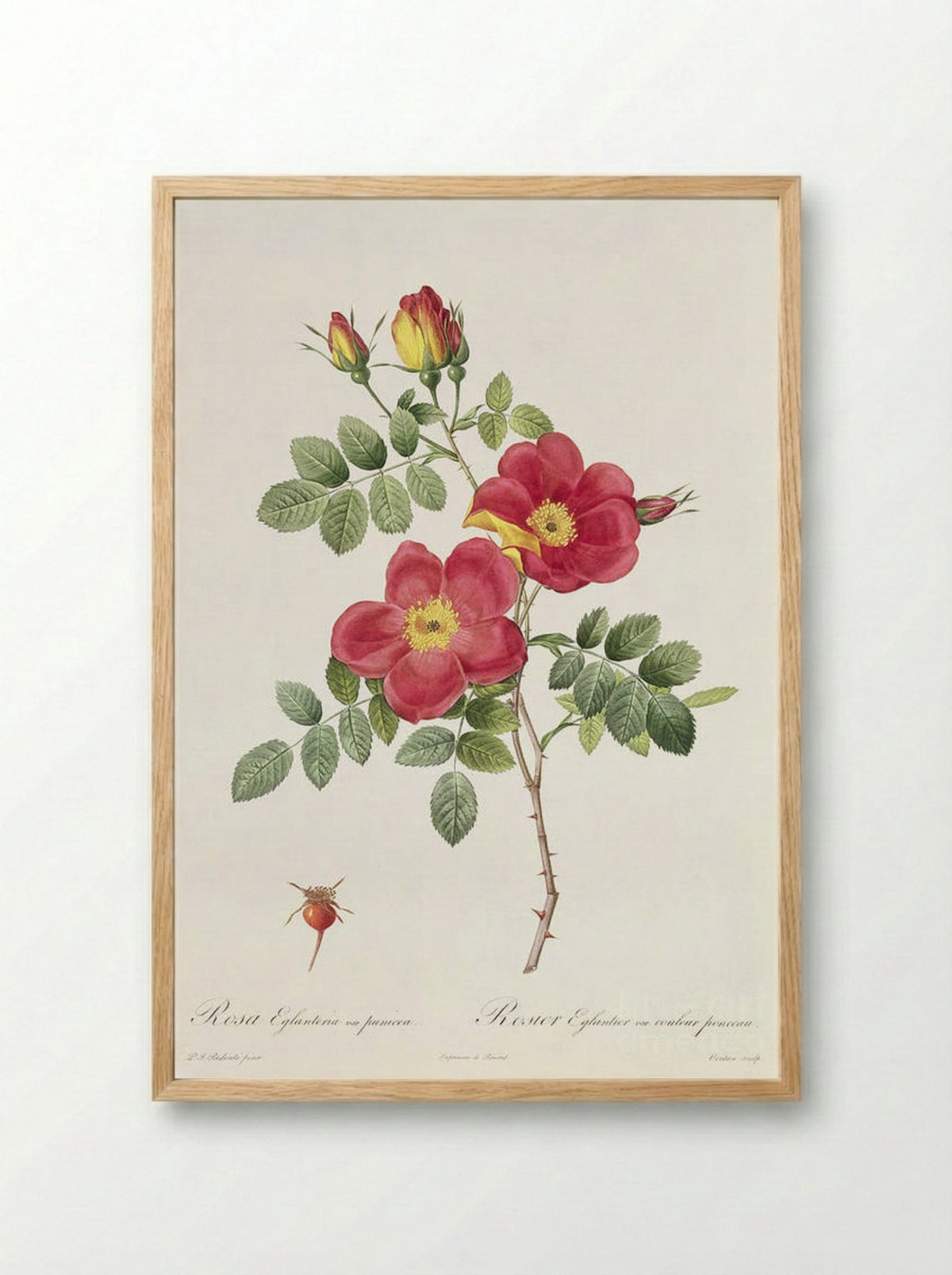 Rosa Eglanteria var. punicea - Pierre-Joseph Redouté - Framed Print Wood