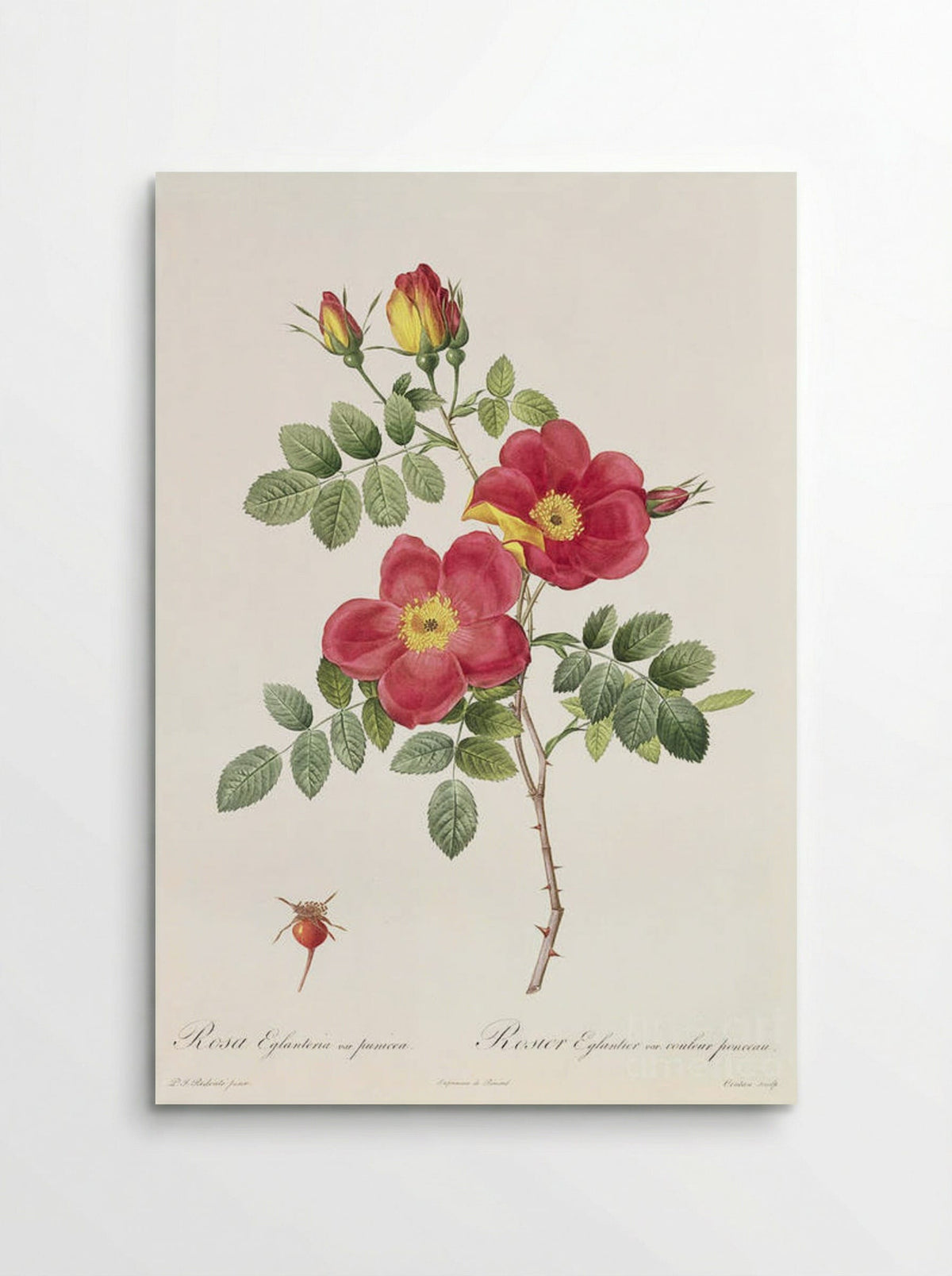 Rosa Eglanteria var. punicea - Pierre-Joseph Redouté - Poster