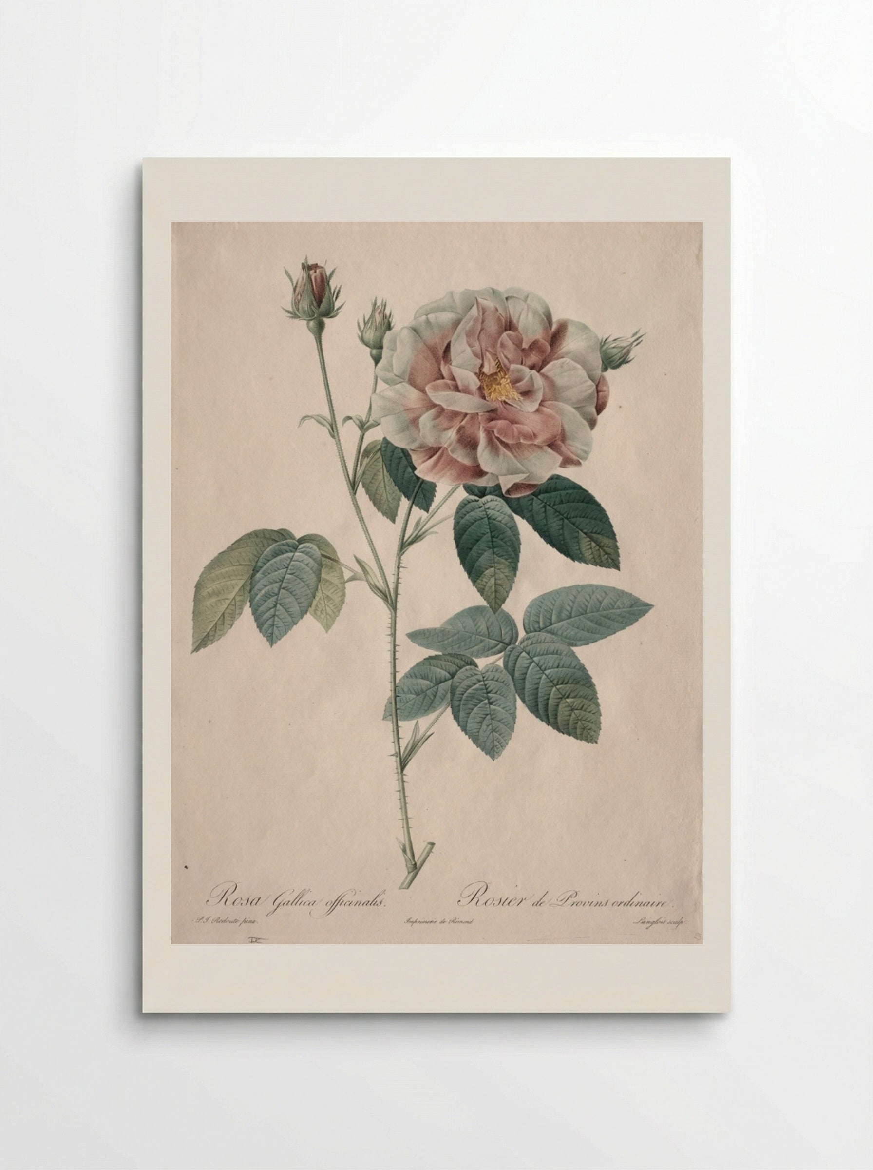 Rosa Gallica - Pierre-Joseph Redouté - Poster