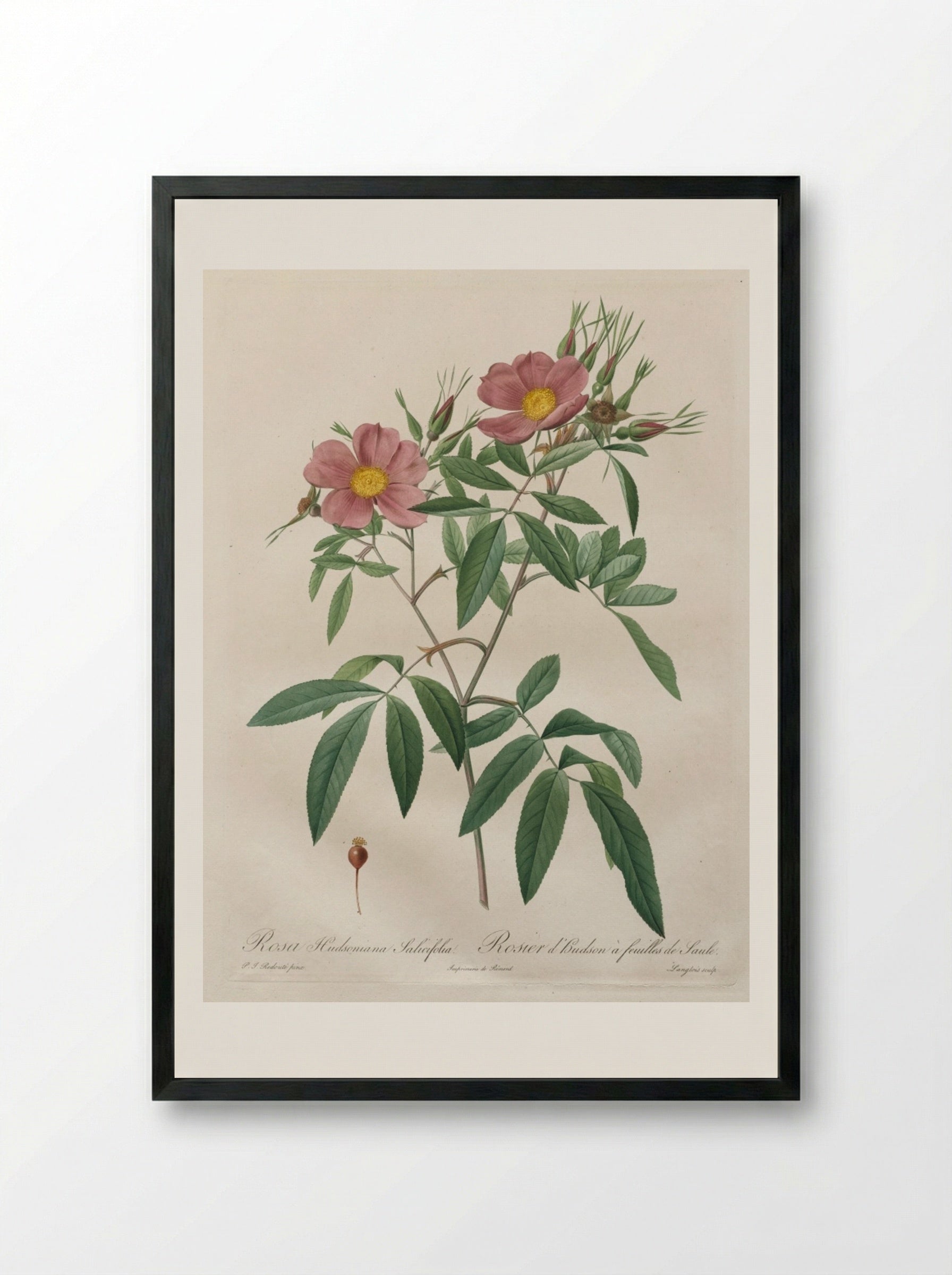 Rosa Hudsoniana Salicifolia - Pierre-Joseph Redouté - Framed Print Black