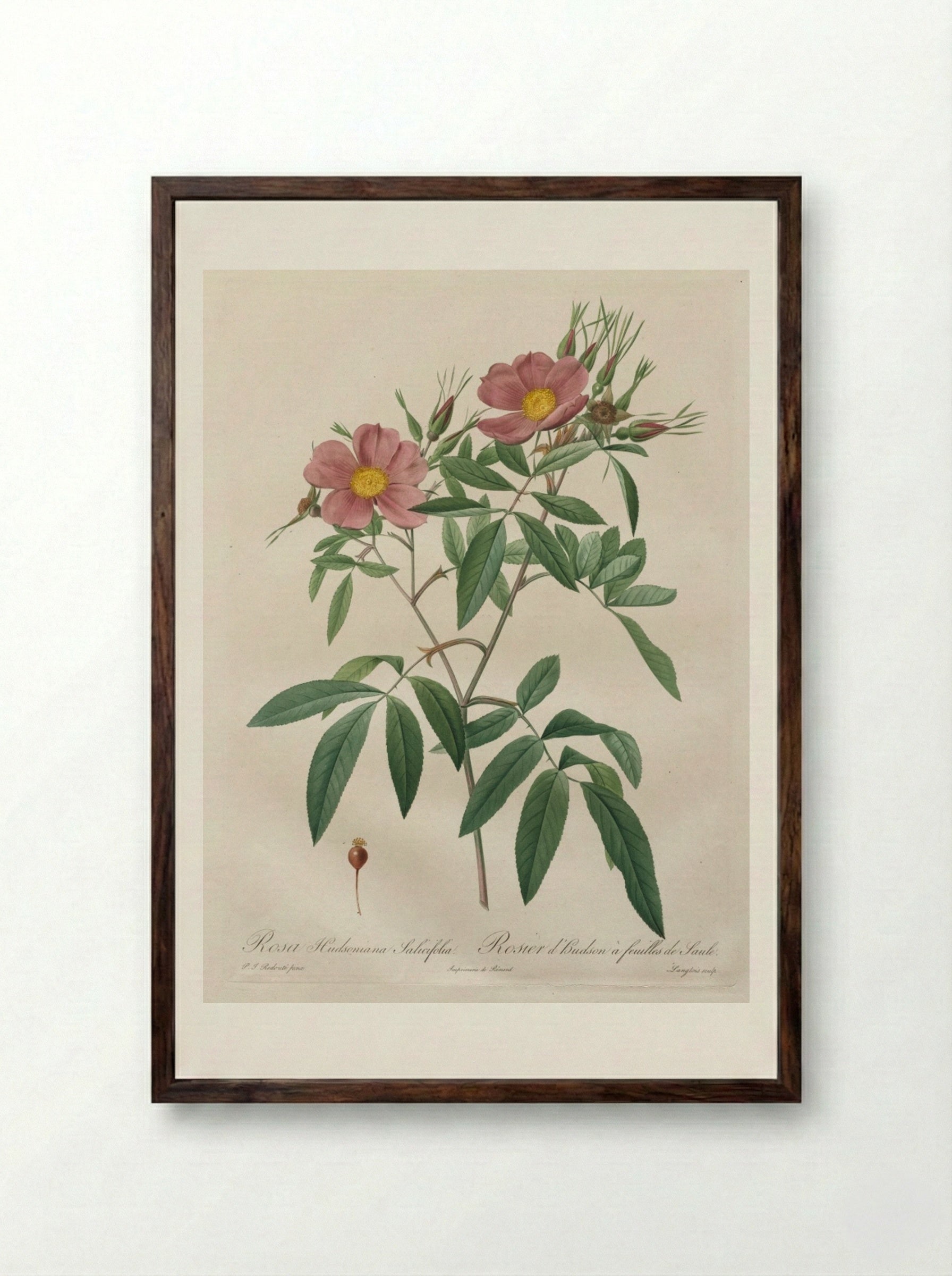 Rosa Hudsoniana Salicifolia - Pierre-Joseph Redouté - Framed Print Dark Wood