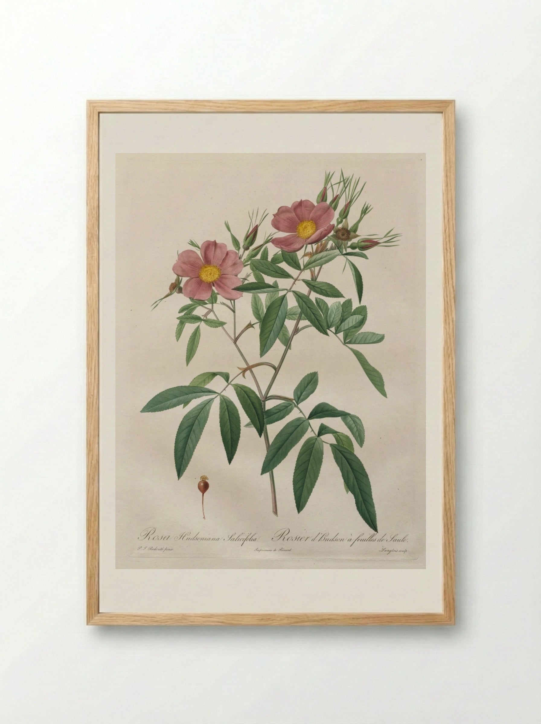 Rosa Hudsoniana Salicifolia - Pierre-Joseph Redouté - Framed Print Wood