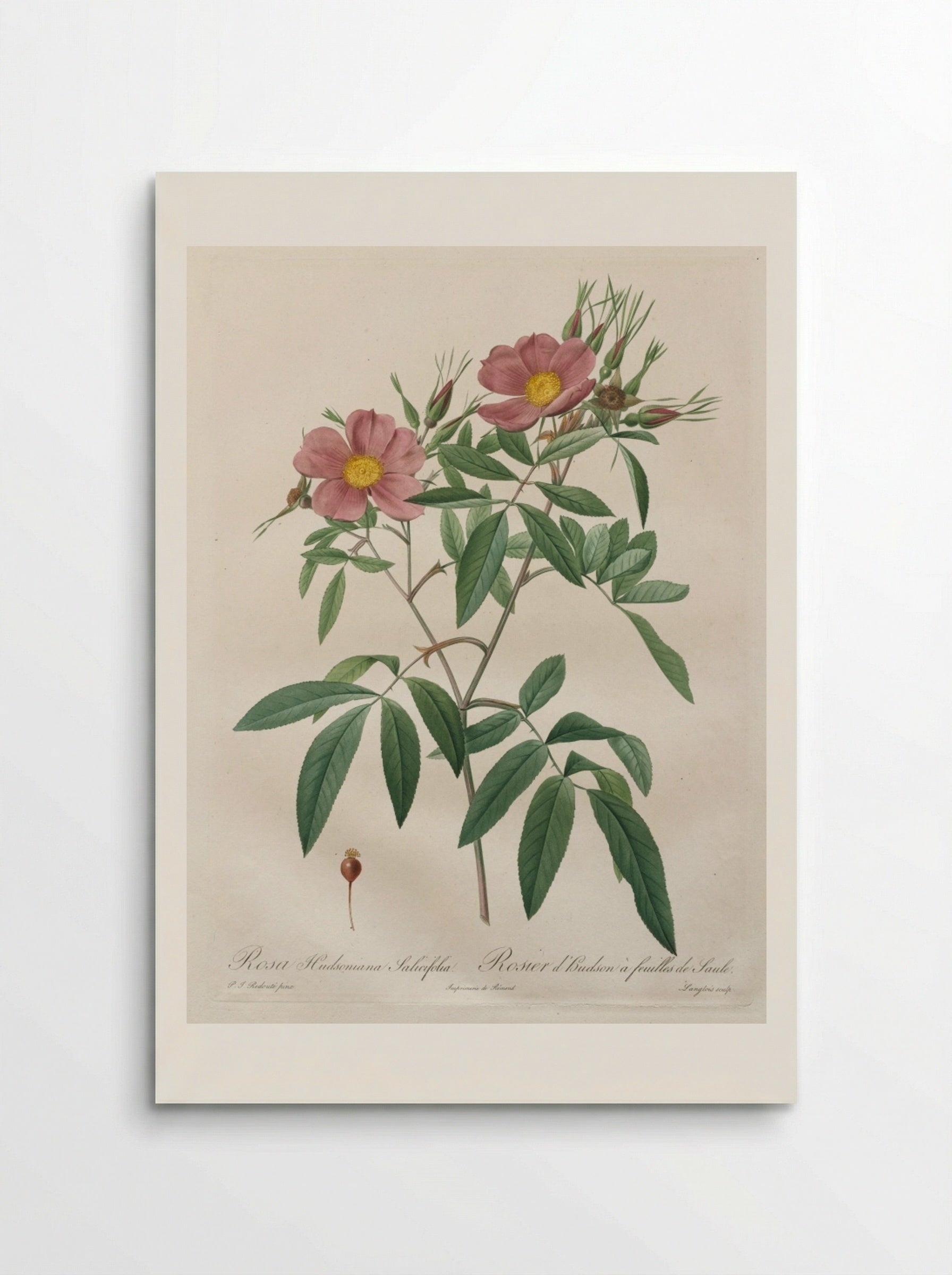 Rosa Hudsoniana Salicifolia - Pierre-Joseph Redouté - Poster