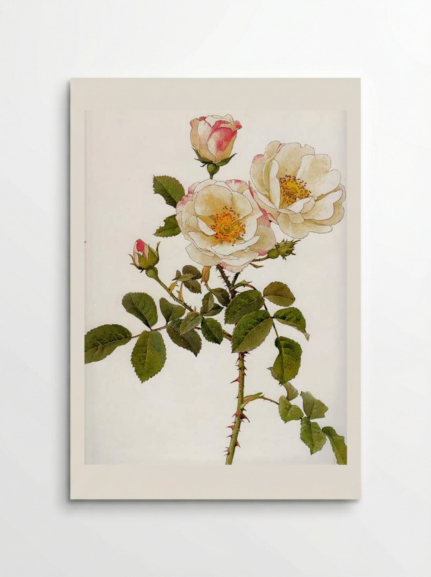 Rosa damascena rubrotincta - Alfred Parsons - Poster