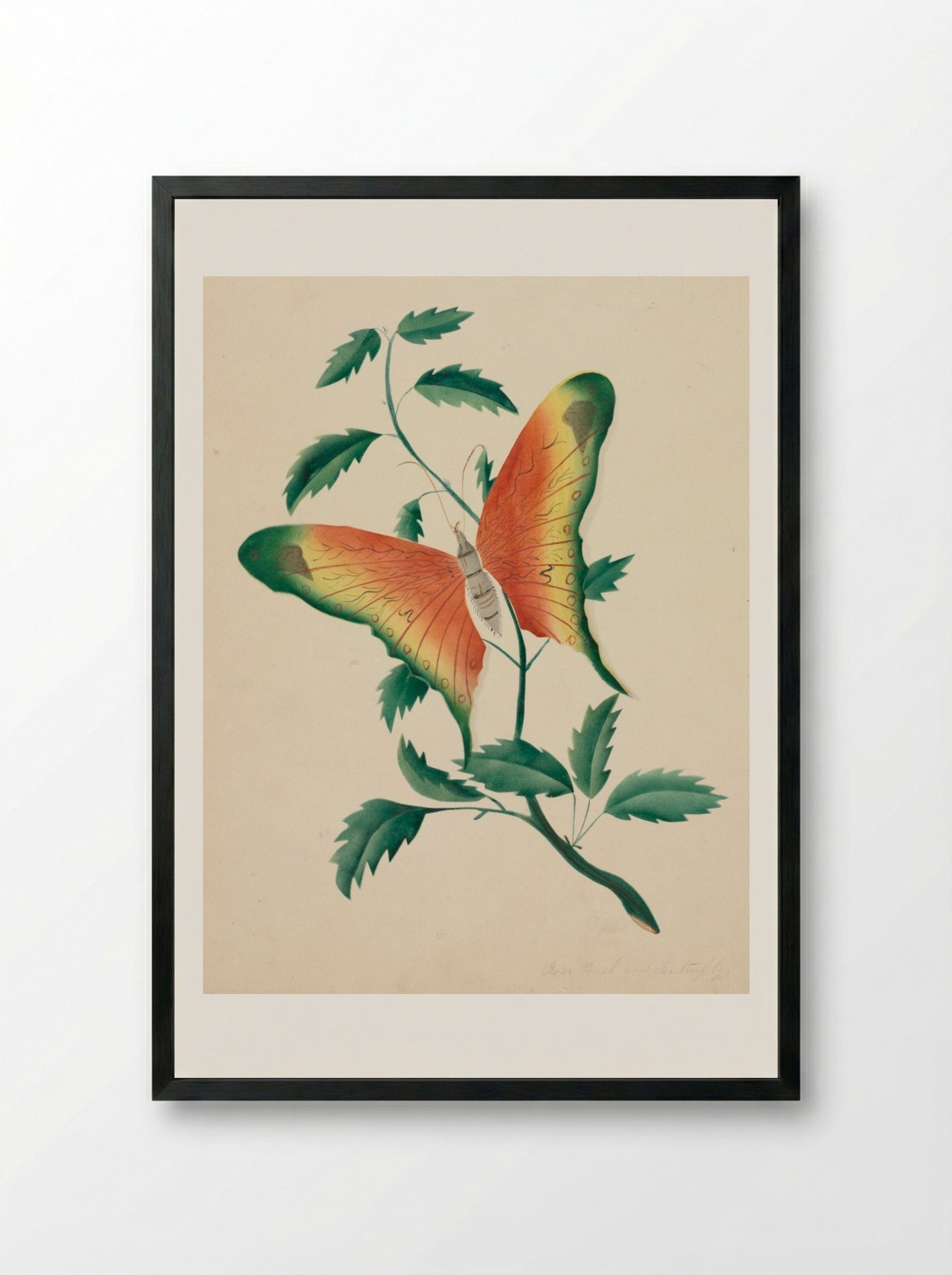 Rose Bush and Butterfly - Mary Altha Nims - Framed Print Black