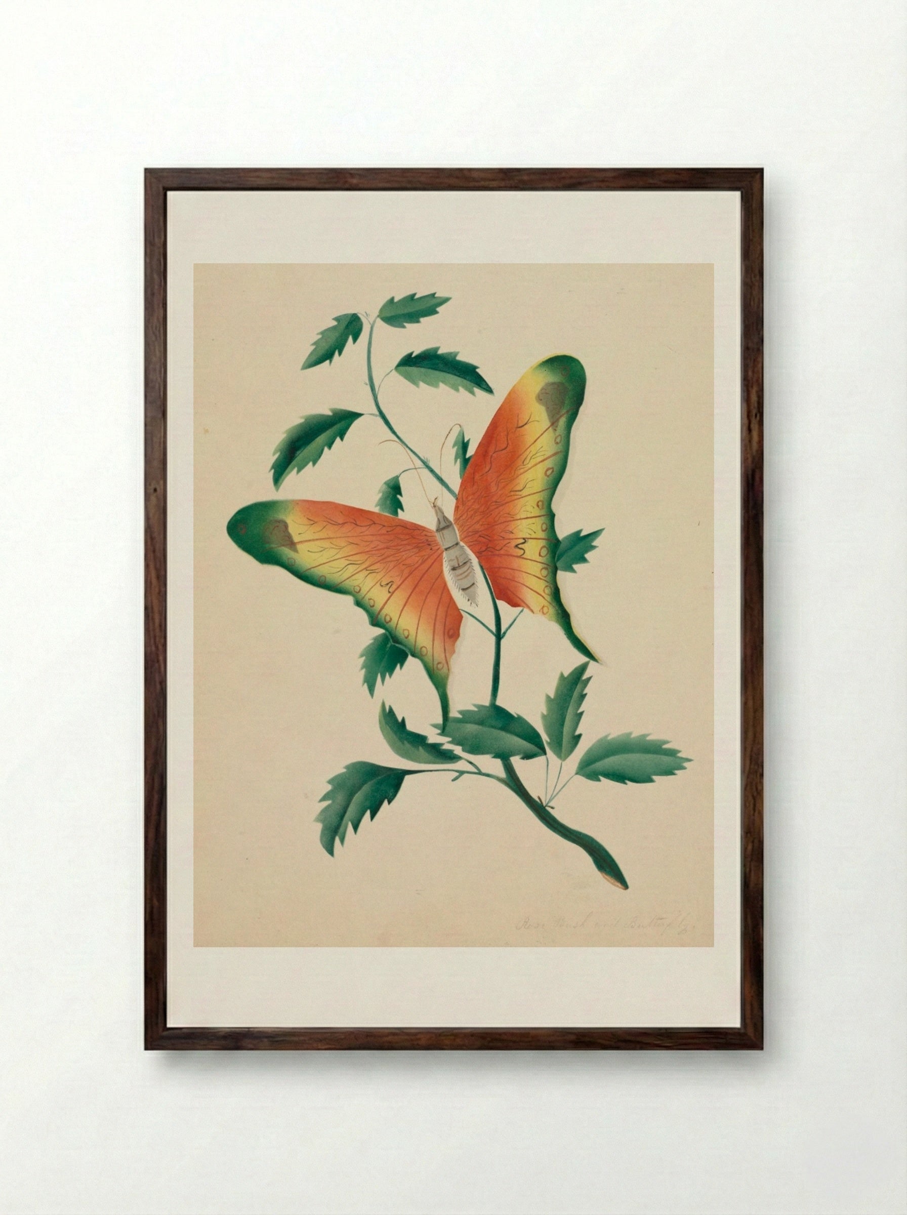 Rose Bush and Butterfly - Mary Altha Nims - Framed Print Dark Wood