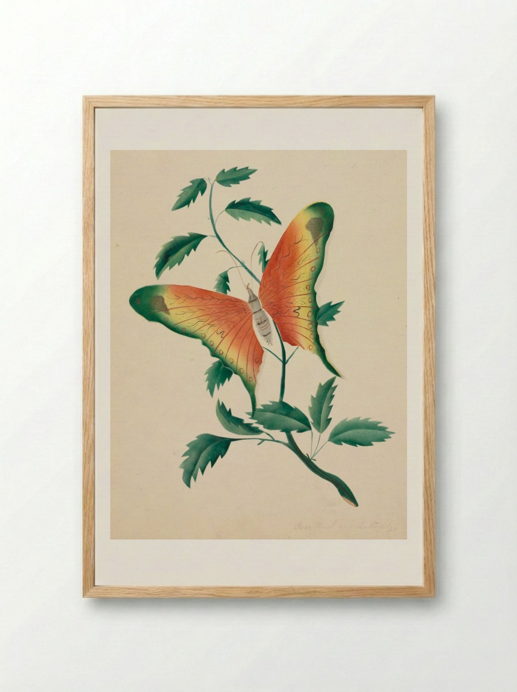 Rose Bush and Butterfly - Mary Altha Nims - Framed Print Wood