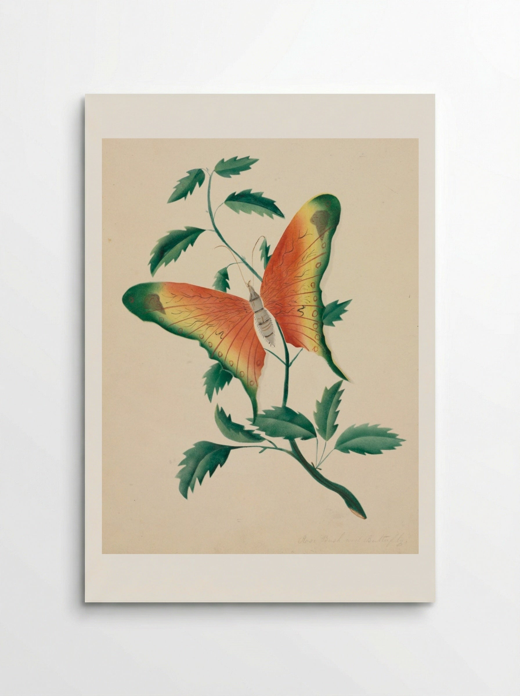 Rose Bush and Butterfly - Mary Altha Nims - Poster
