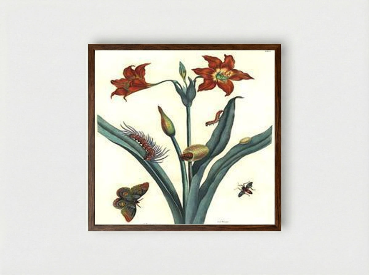 Rote Lilie - Maria Sibylla Merian - Framed Print Dark Wood