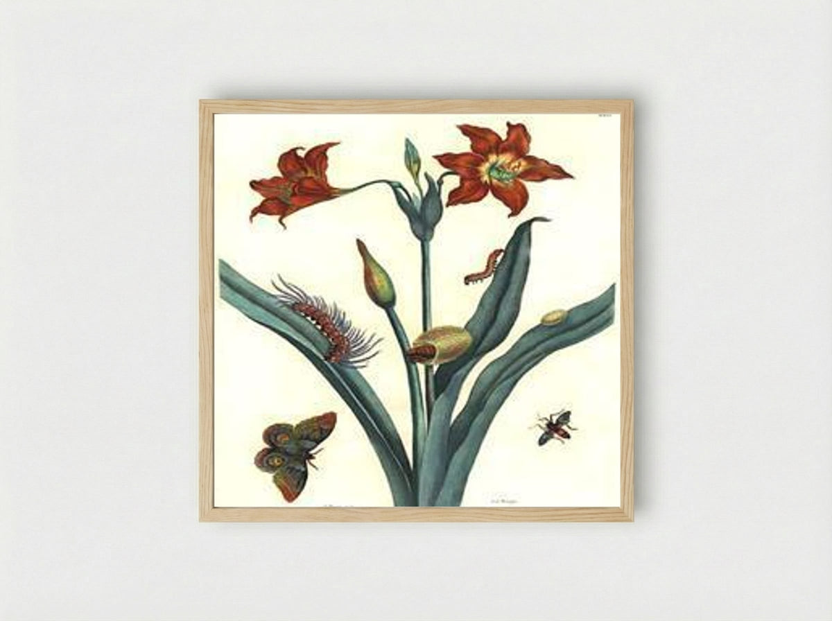 Rote Lilie - Maria Sibylla Merian - Framed Print Wood