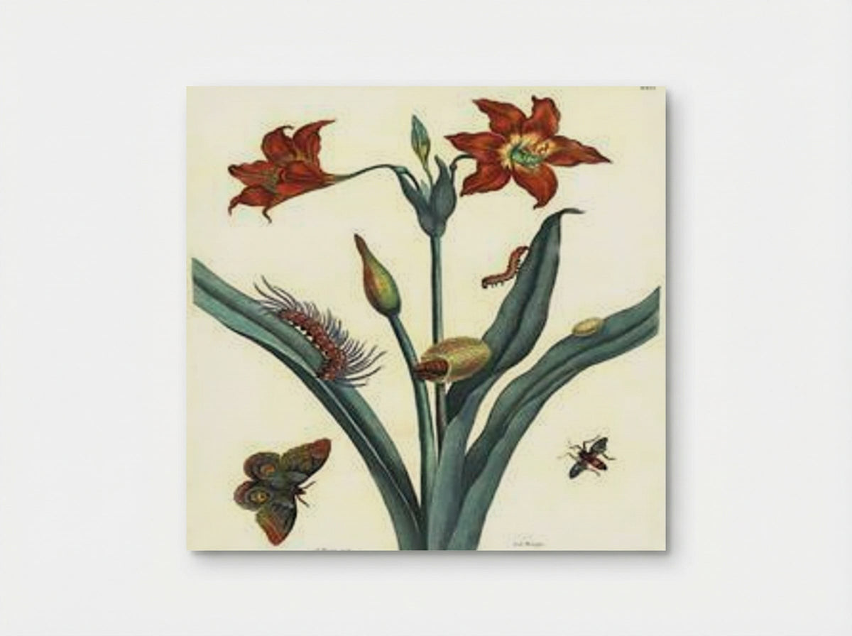Rote Lilie - Maria Sibylla Merian - Poster