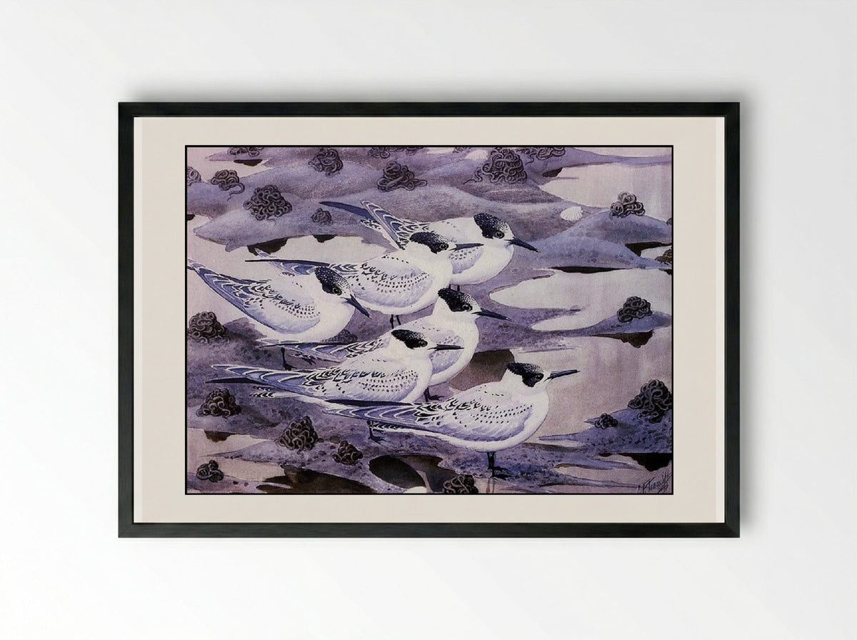 Sandwich Terns - Charles Tunnicliffe - Framed Print Black