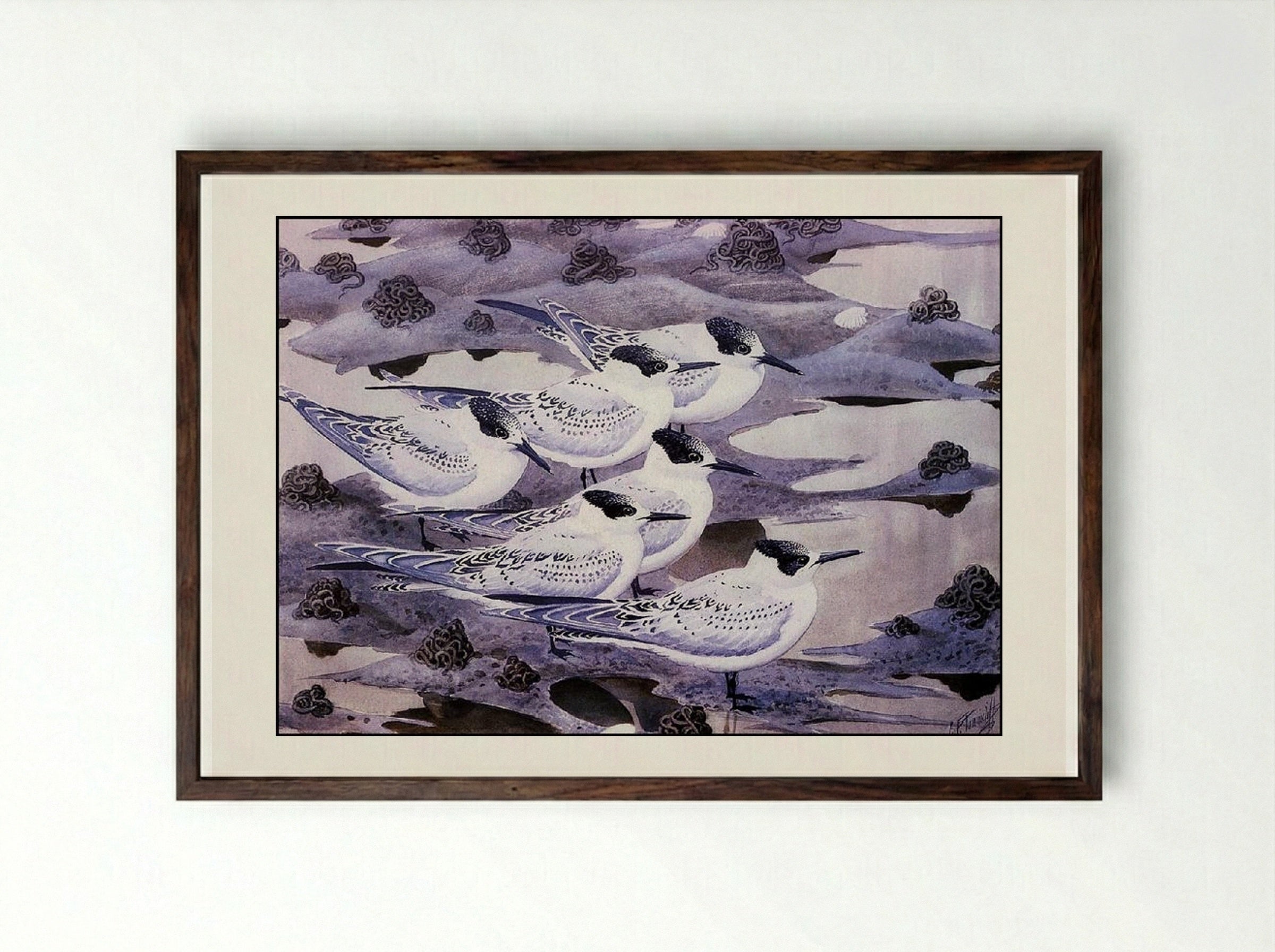 Sandwich Terns - Charles Tunnicliffe - Framed Print Dark Wood