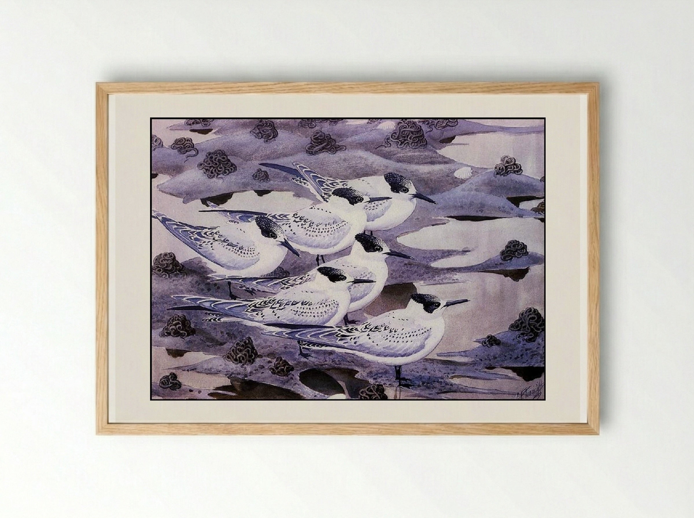 Sandwich Terns - Charles Tunnicliffe - Framed Print Wood