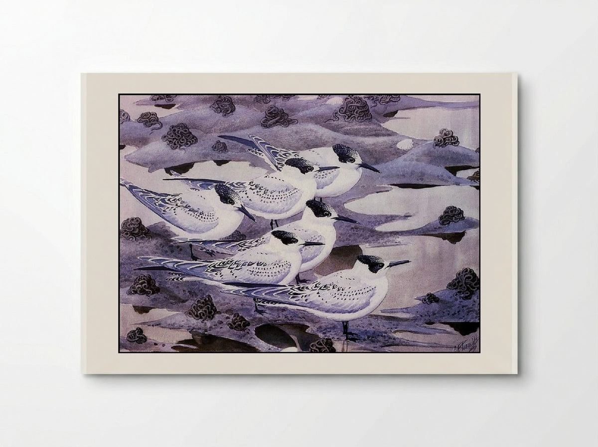 Sandwich Terns - Charles Tunnicliffe - Poster