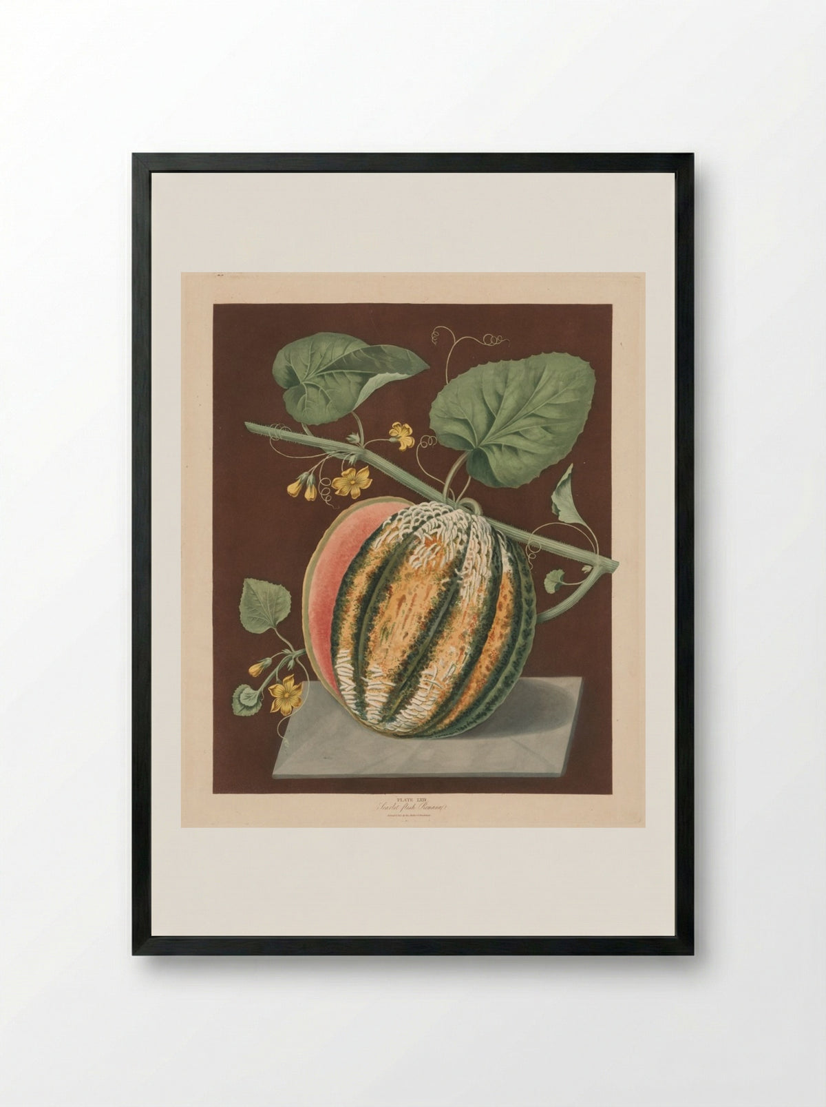 Scarlet Flesh Romana Melon - George Brookshaw - Framed Print Black