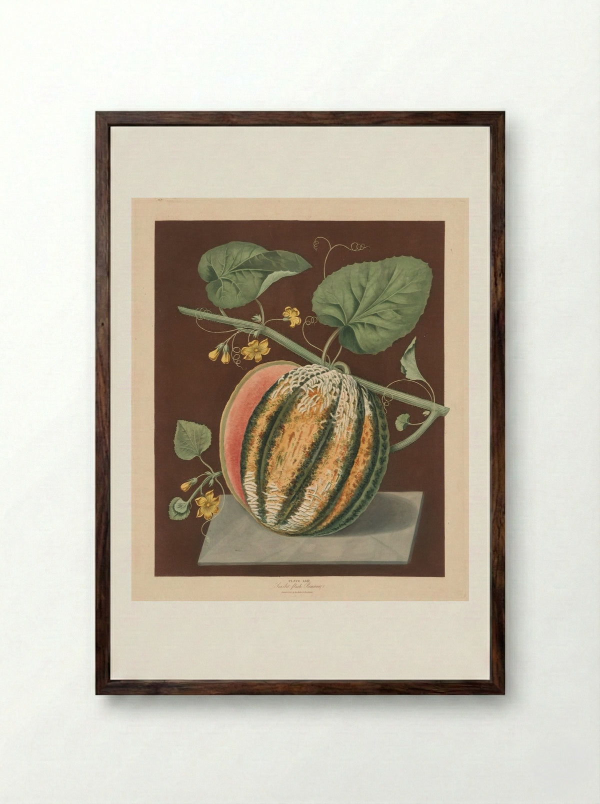 Scarlet Flesh Romana Melon - George Brookshaw - Framed Print Dark Wood