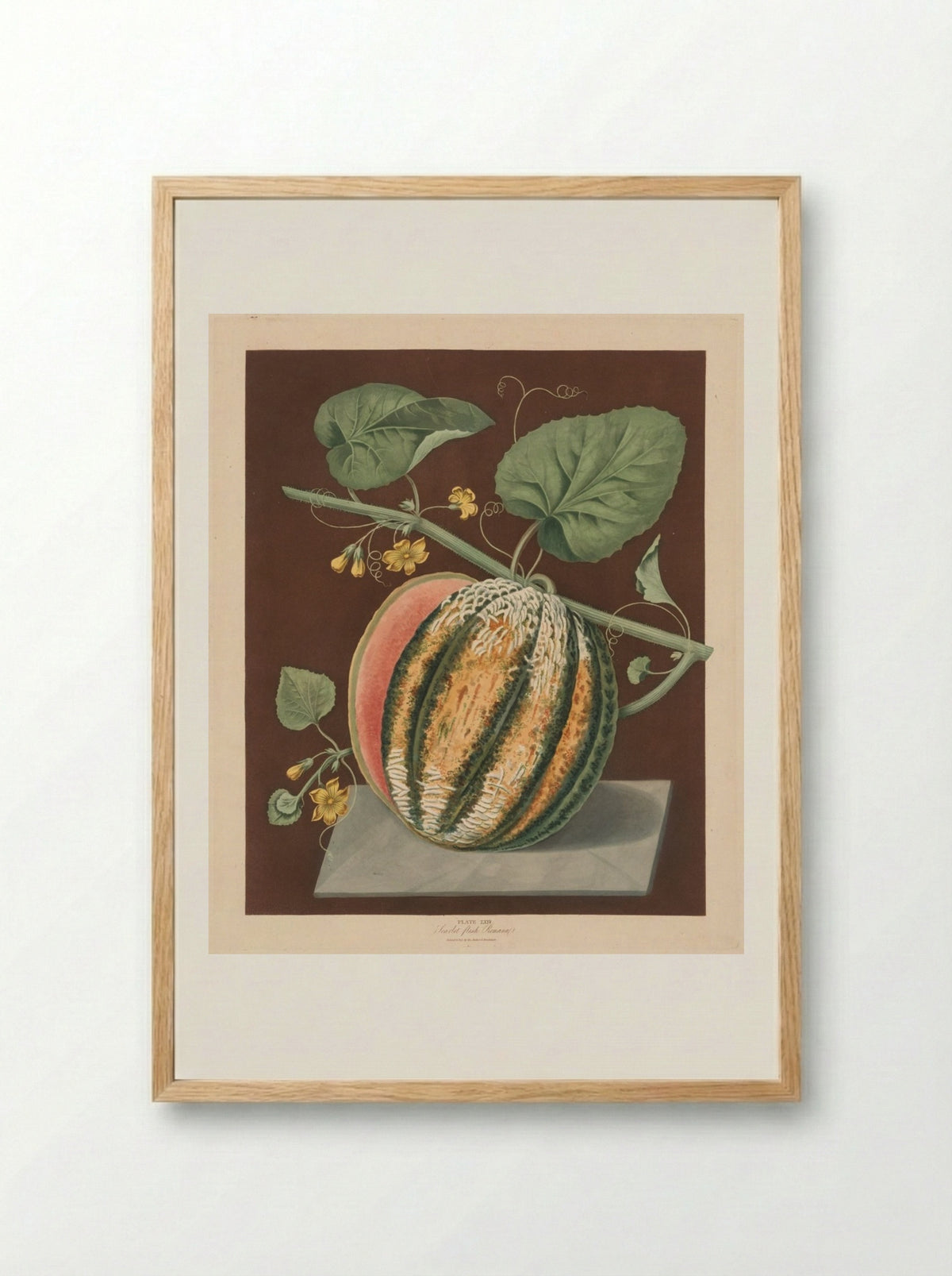 Scarlet Flesh Romana Melon - George Brookshaw - Framed Print Wood
