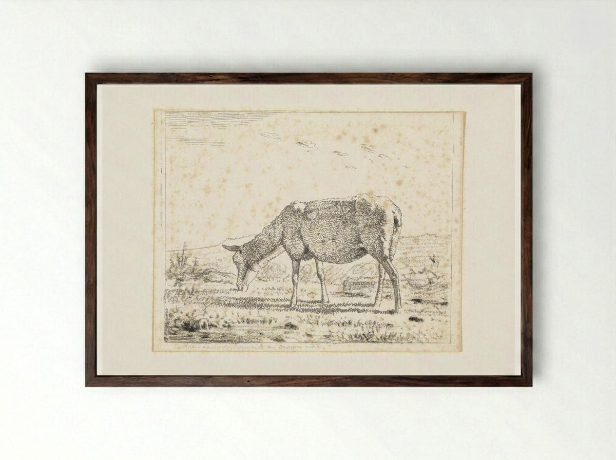 Schaap naar links (Sheep Facing Left) - Wouter Johannes van Troostwijk - Framed Print Dark Wood