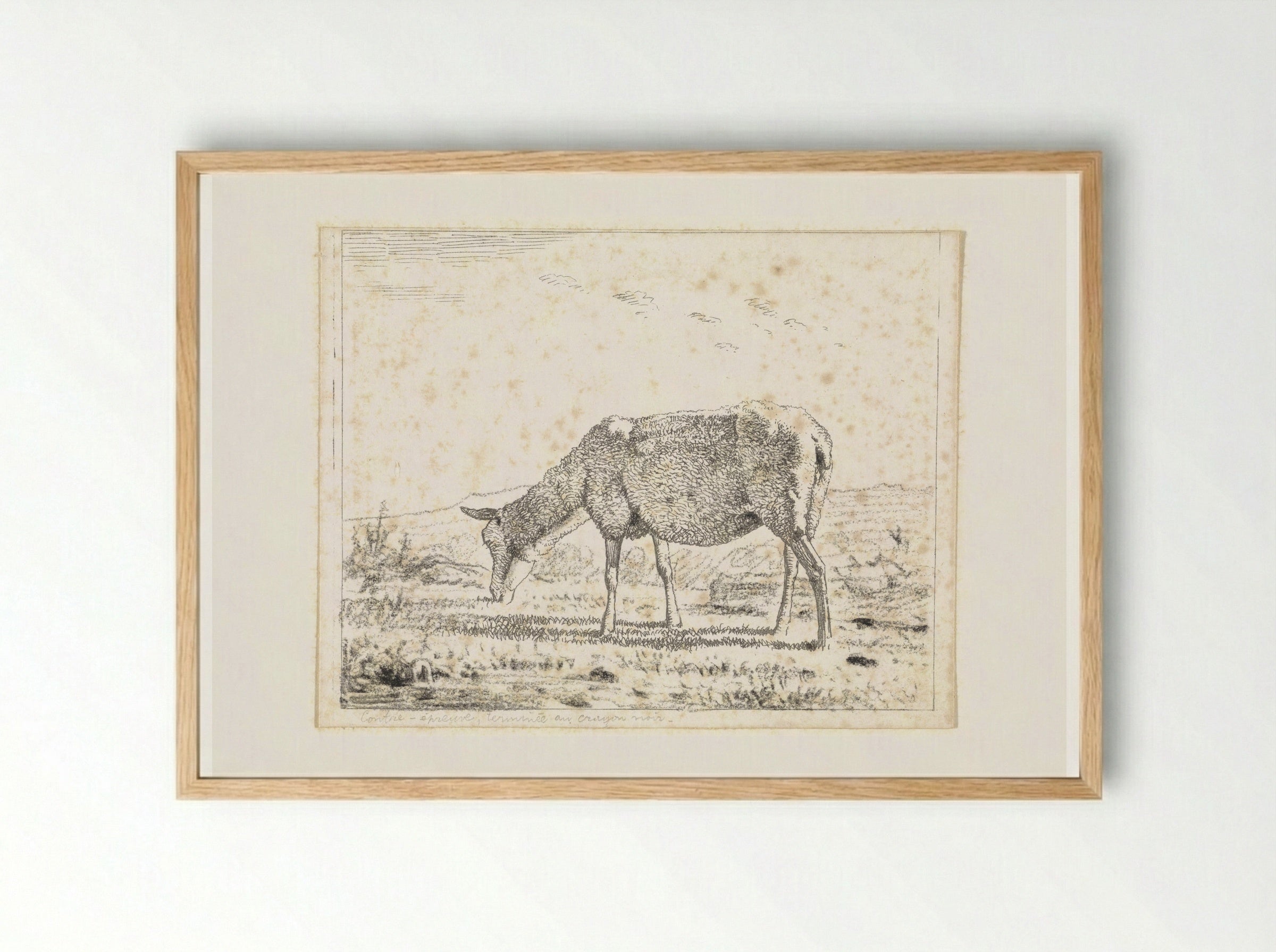 Schaap naar links (Sheep Facing Left) - Wouter Johannes van Troostwijk - Framed Print Wood