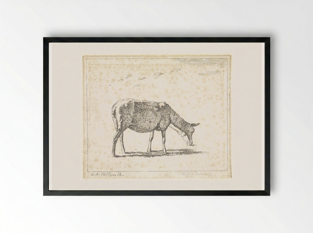 Schaap naar rechts (Sheep Facing Right) - Wouter Johannes van Troostwijk - Framed Print Black