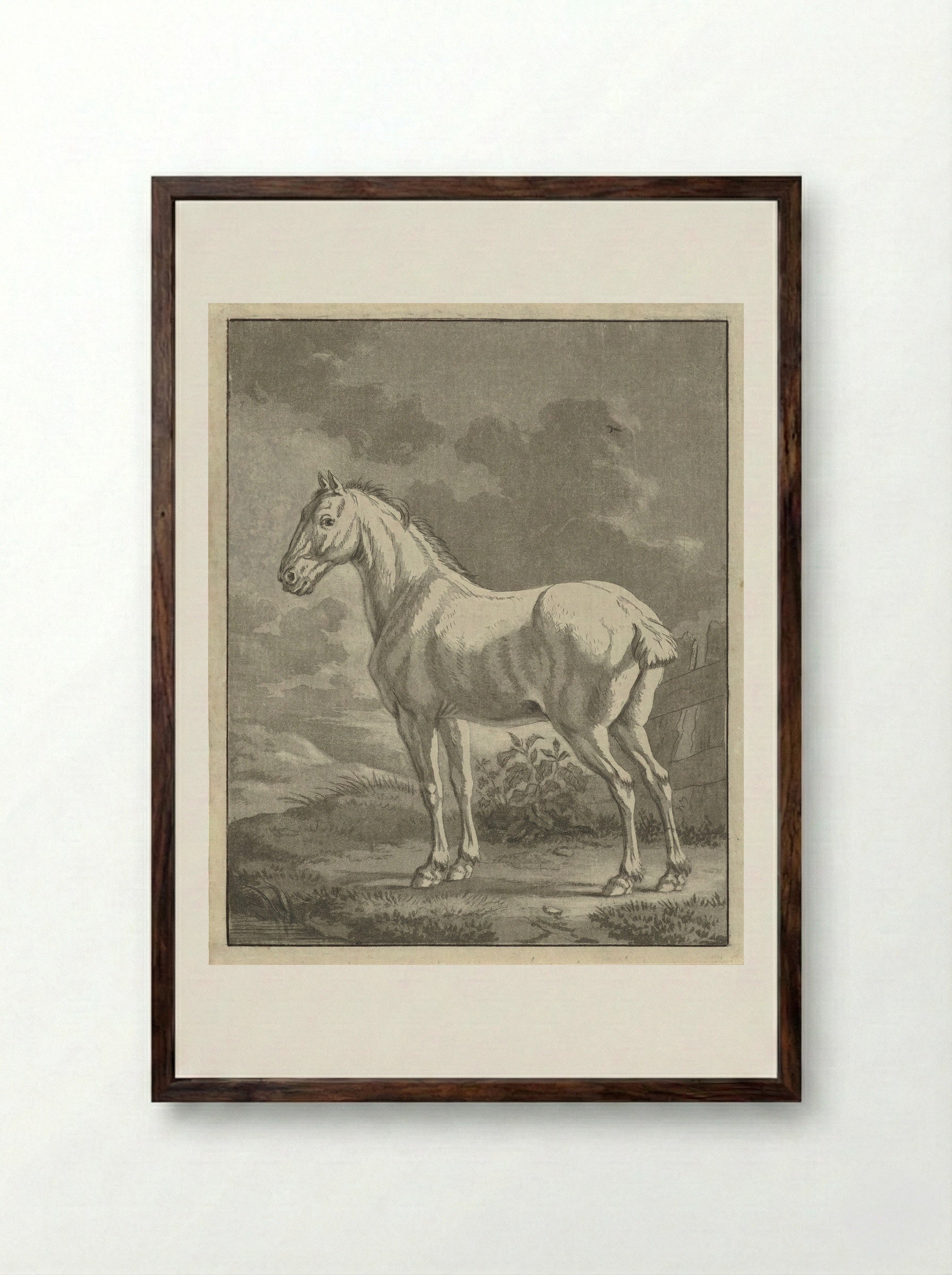 Schimmel in een wei - Tethart Philip Christian Haag - Framed Print Dark Wood