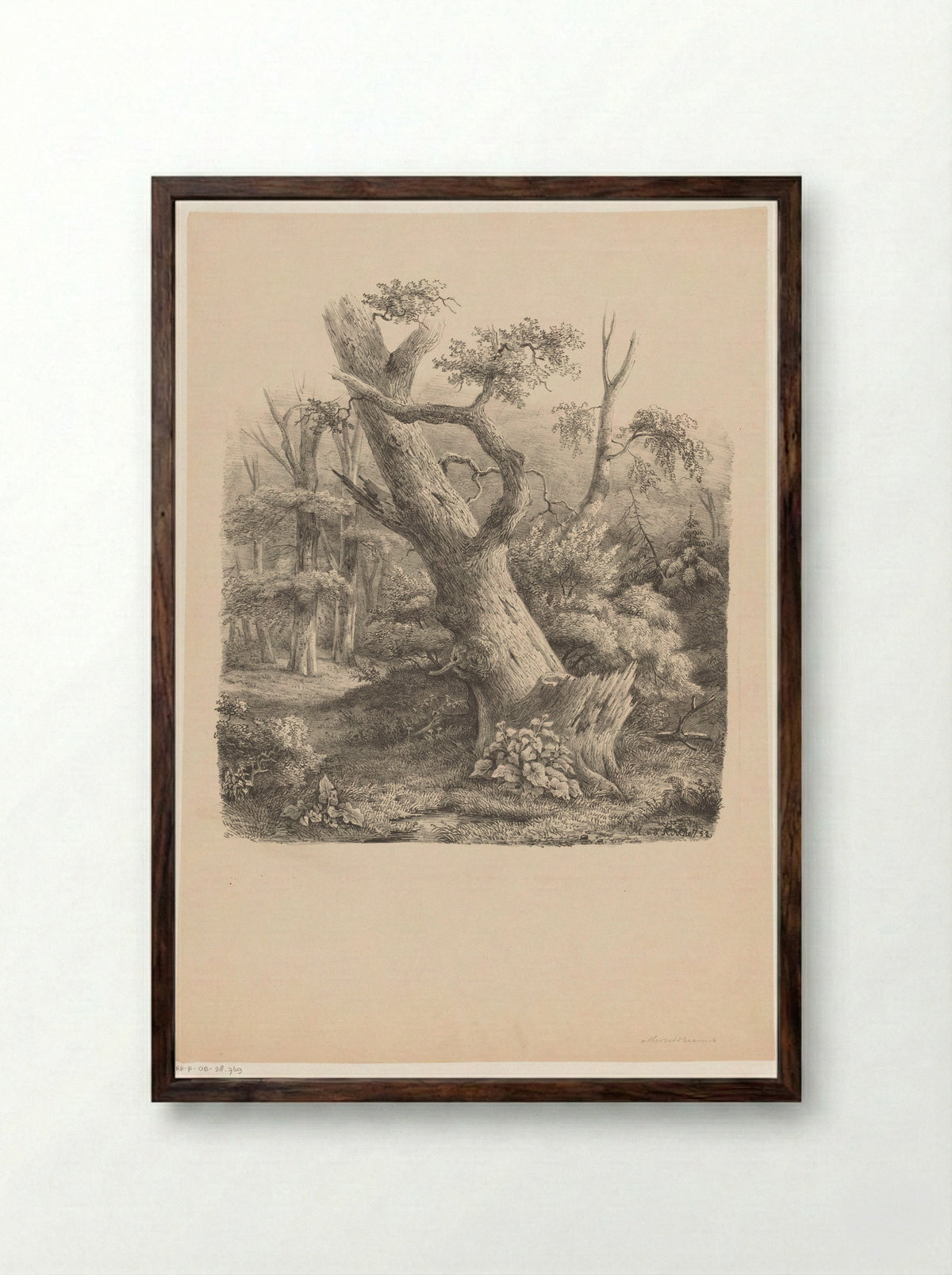 Schuine boom in het bos - Maurits E.H.R. van den Kerkhoff - Framed Print Dark Wood
