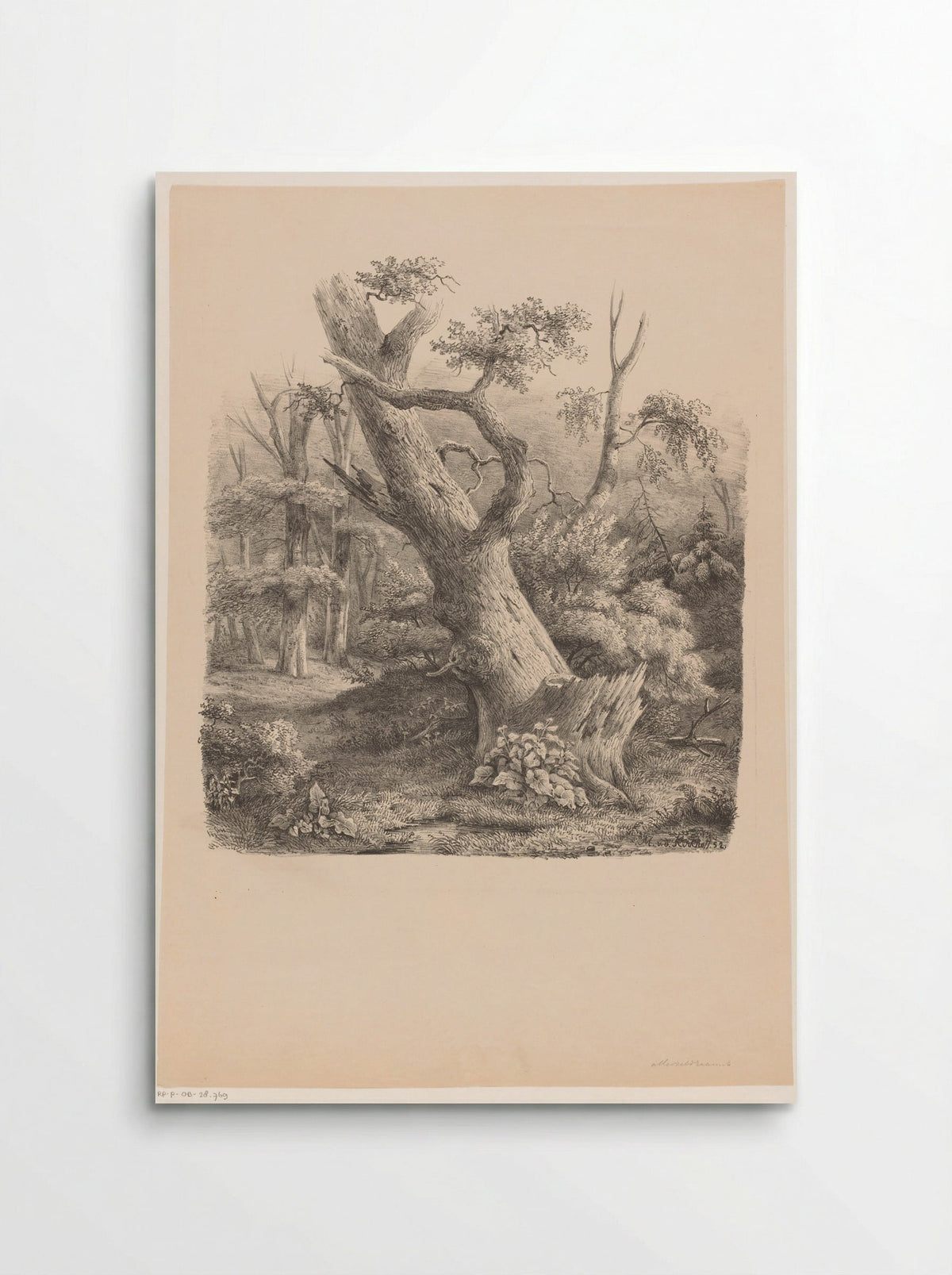 Schuine boom in het bos - Maurits E.H.R. van den Kerkhoff - Poster