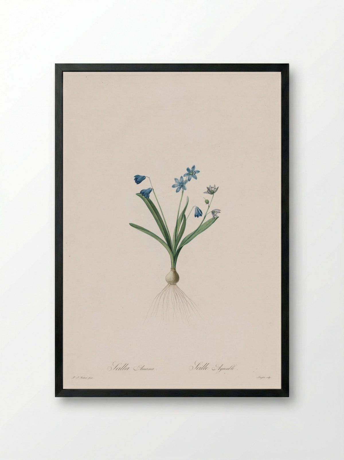Scilla amoena - Pierre-Joseph Redouté - Framed Print Black