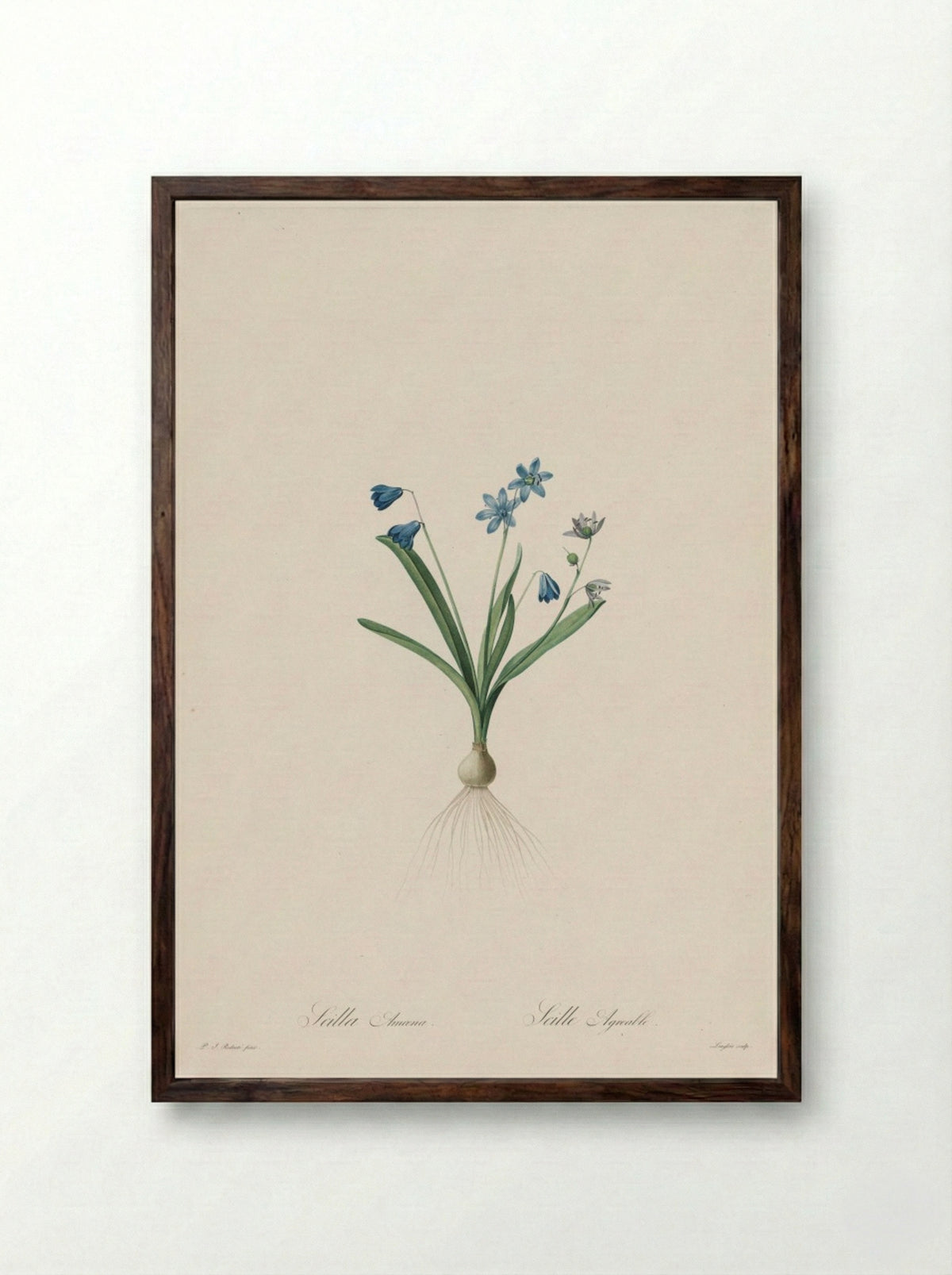 Scilla amoena - Pierre-Joseph Redouté - Framed Print Dark Wood