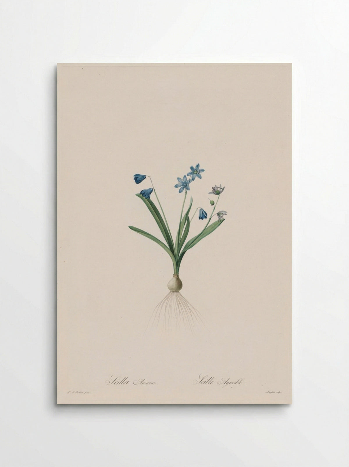 Scilla amoena - Pierre-Joseph Redouté - Poster