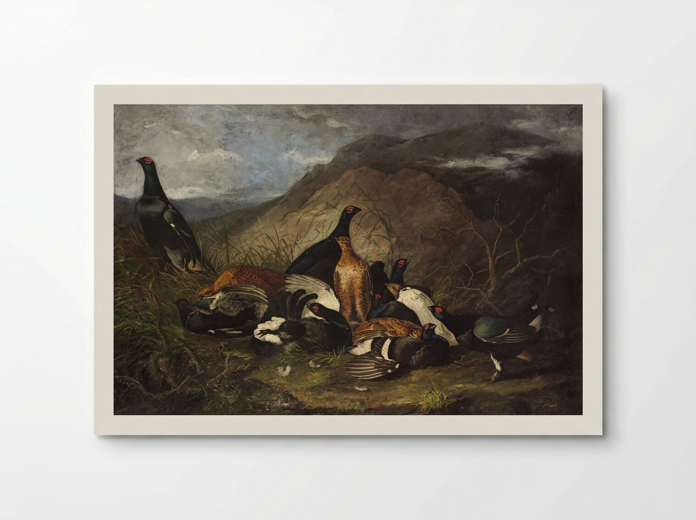 Scottish Black Grouse, Cocks and Hens - John James Audubon - Poster