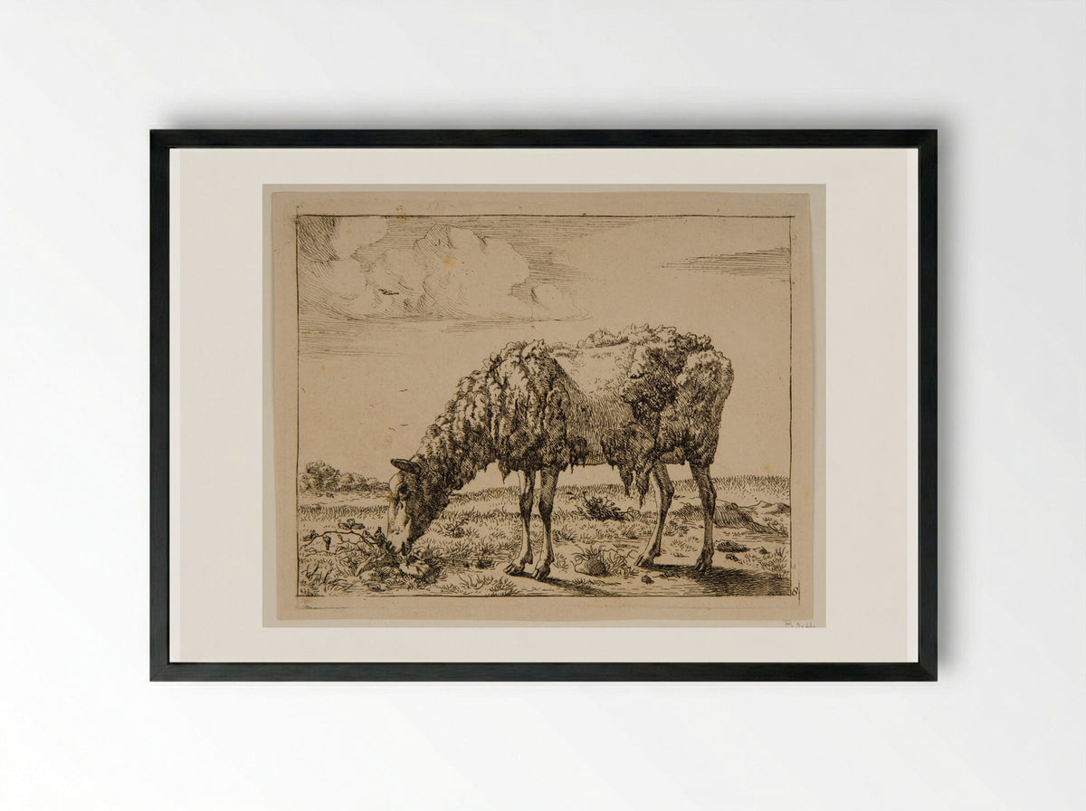 Sheep Partly Sheared - Marcus de Bye - Framed Print Black