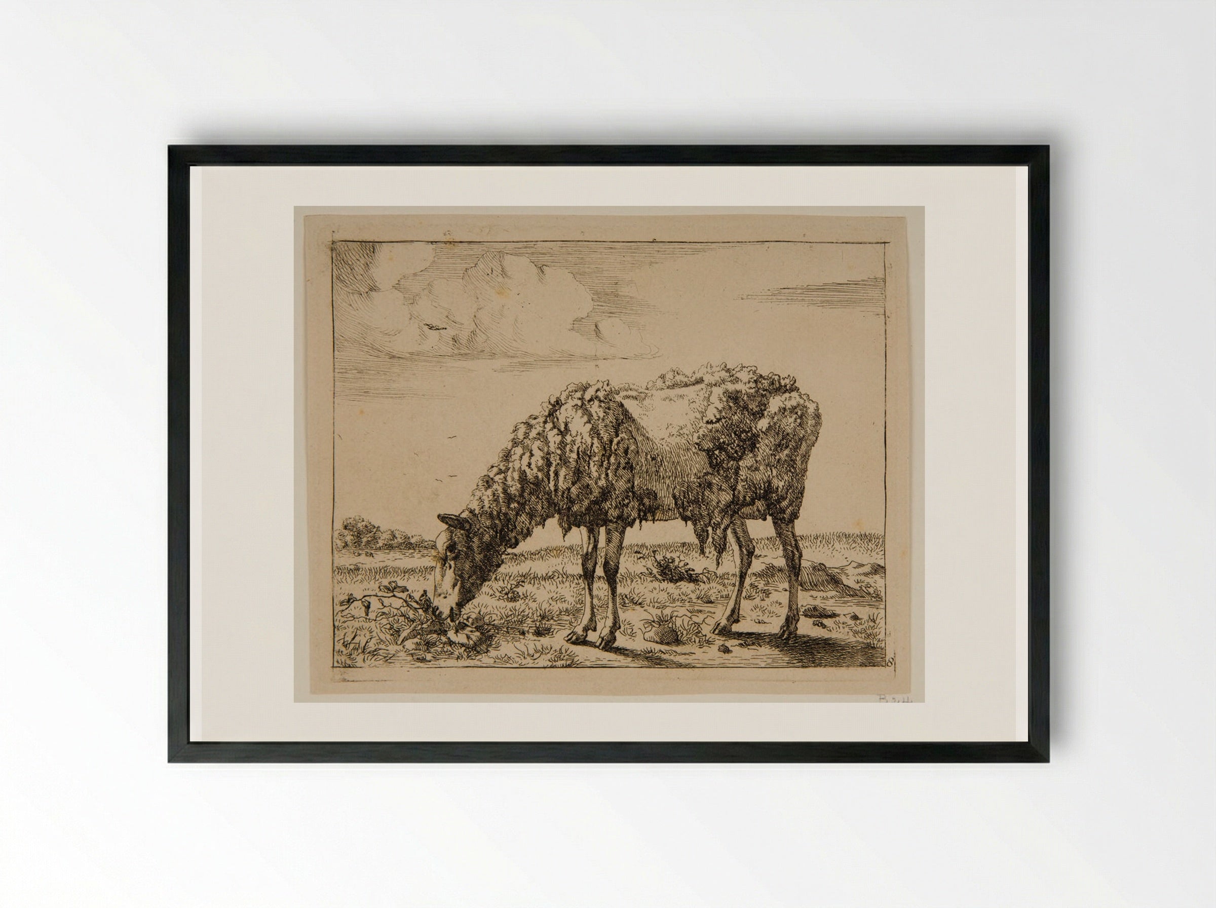 Sheep Partly Sheared - Marcus de Bye - Framed Print Black