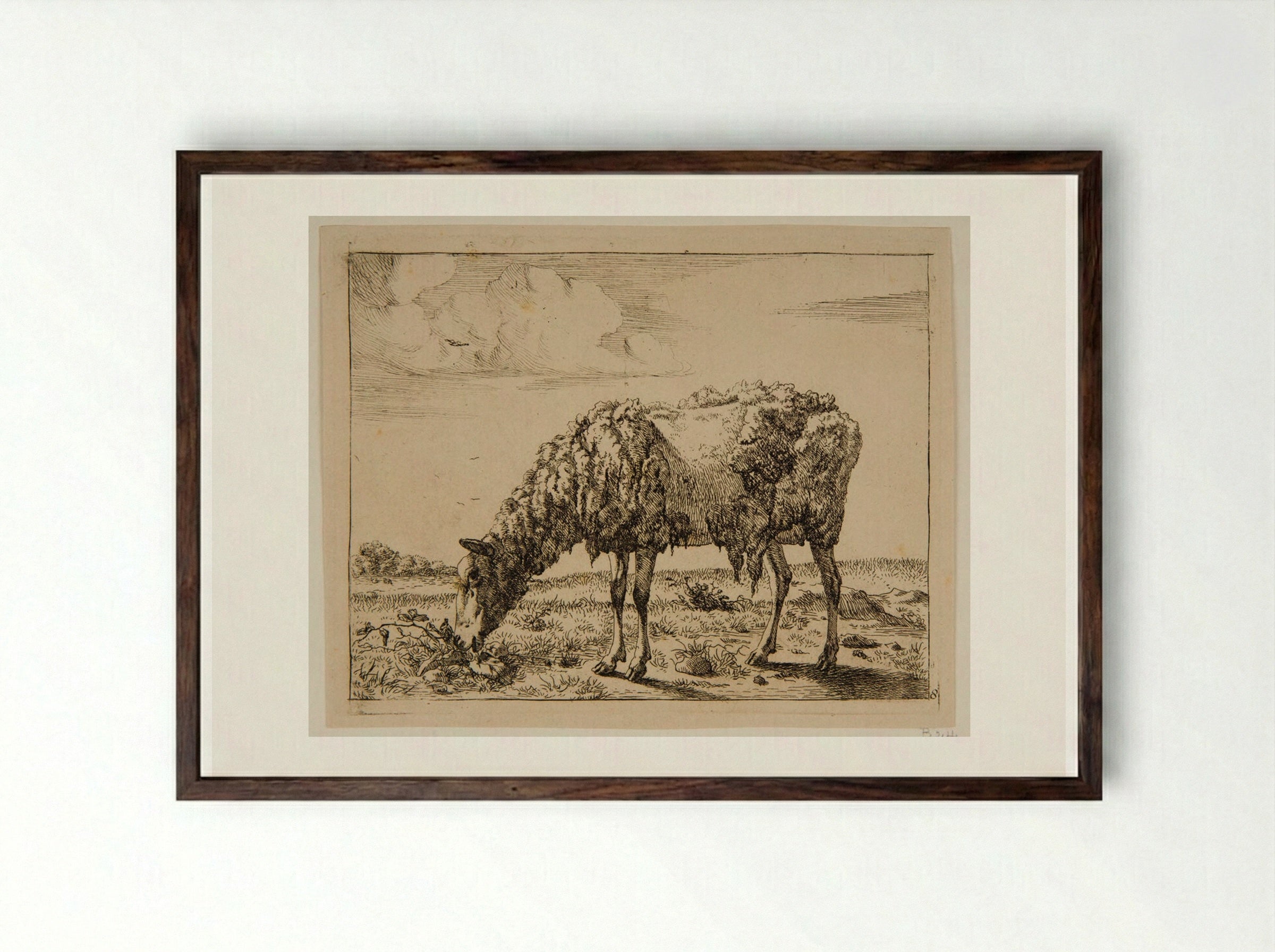 Sheep Partly Sheared - Marcus de Bye - Framed Print Dark Wood