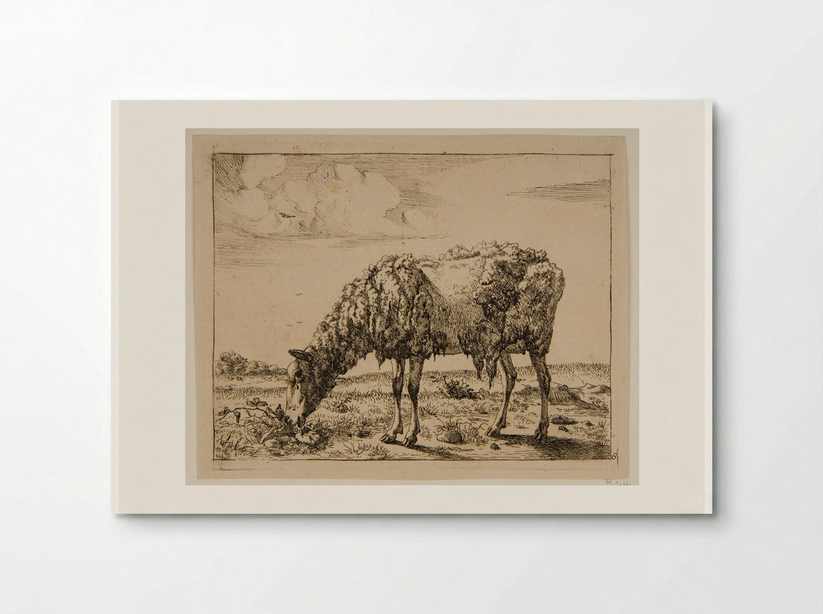 Sheep Partly Sheared - Marcus de Bye - Poster